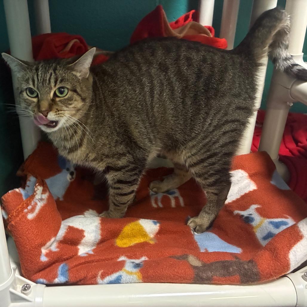 Enlarge Swiper, a Adoptable Domestic Short Hair in Fredericksburg, VA image 3/6