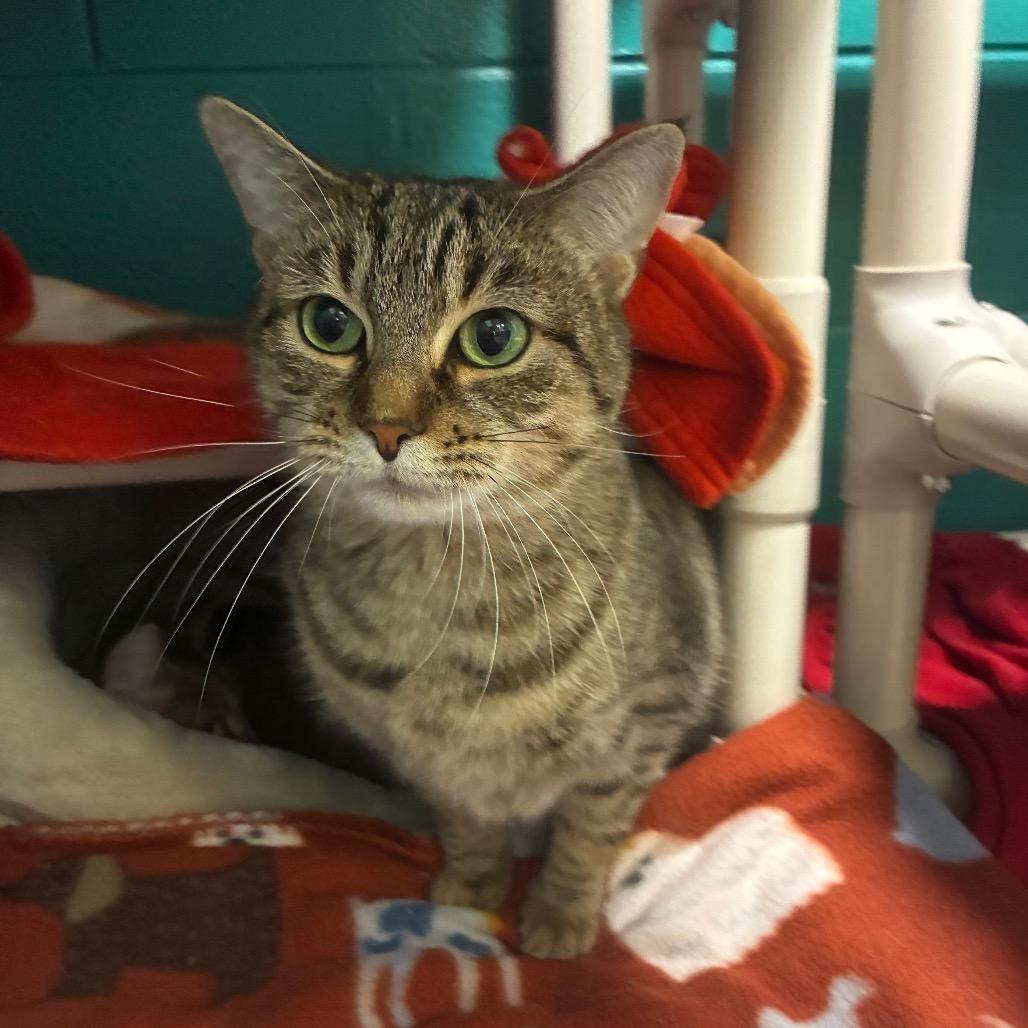 Enlarge Swiper, a Adoptable Domestic Short Hair in Fredericksburg, VA image 4/6