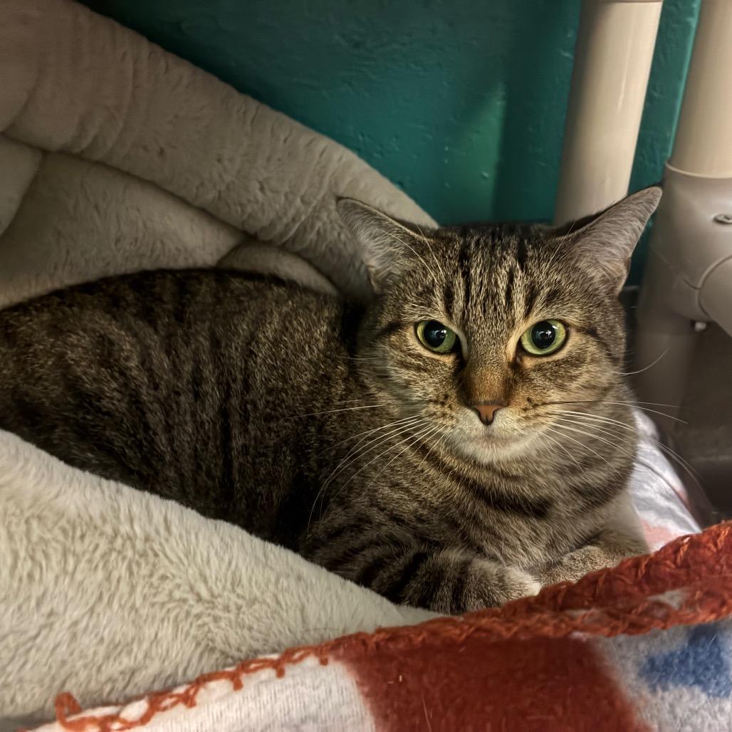 Enlarge Swiper, a Adoptable Domestic Short Hair in Fredericksburg, VA image 5/6