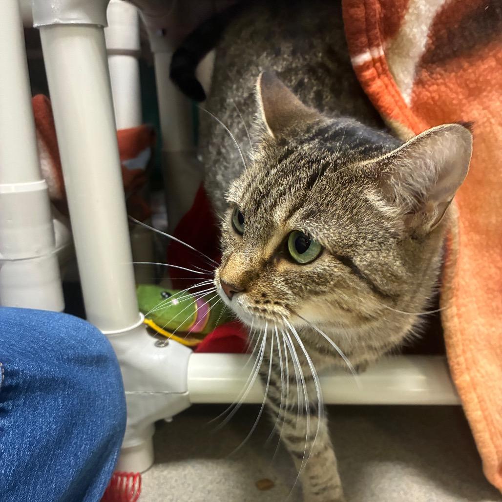 Enlarge Swiper, a Adoptable Domestic Short Hair in Fredericksburg, VA image 6/6