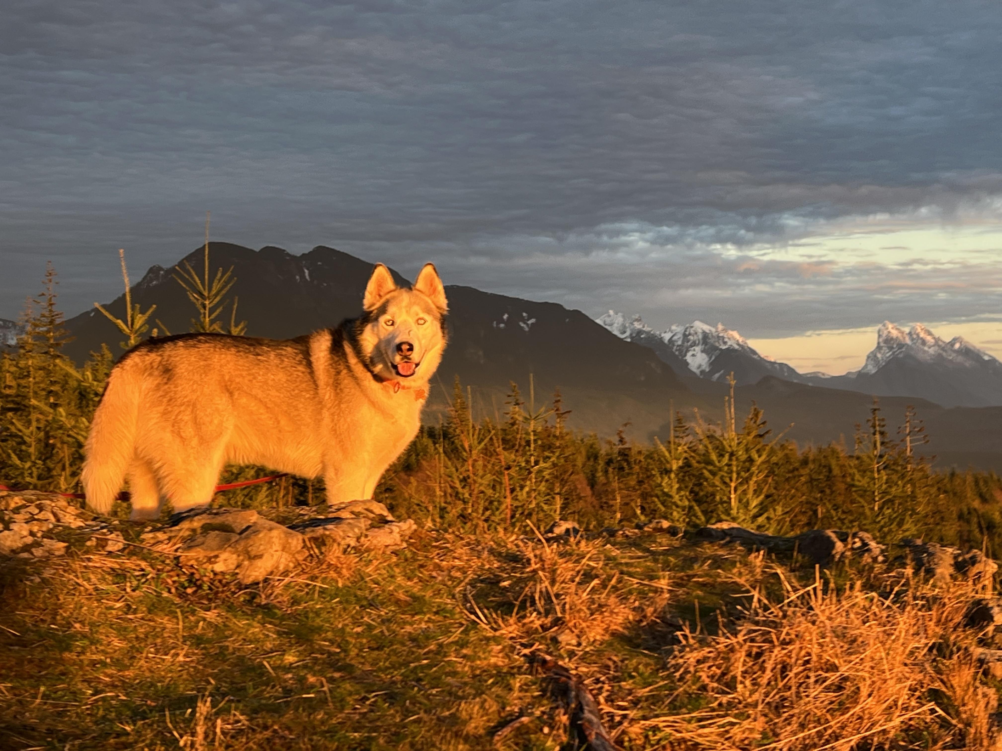 Woo woo, a Adoptable Siberian Husky in Seattle, WA image 4/5