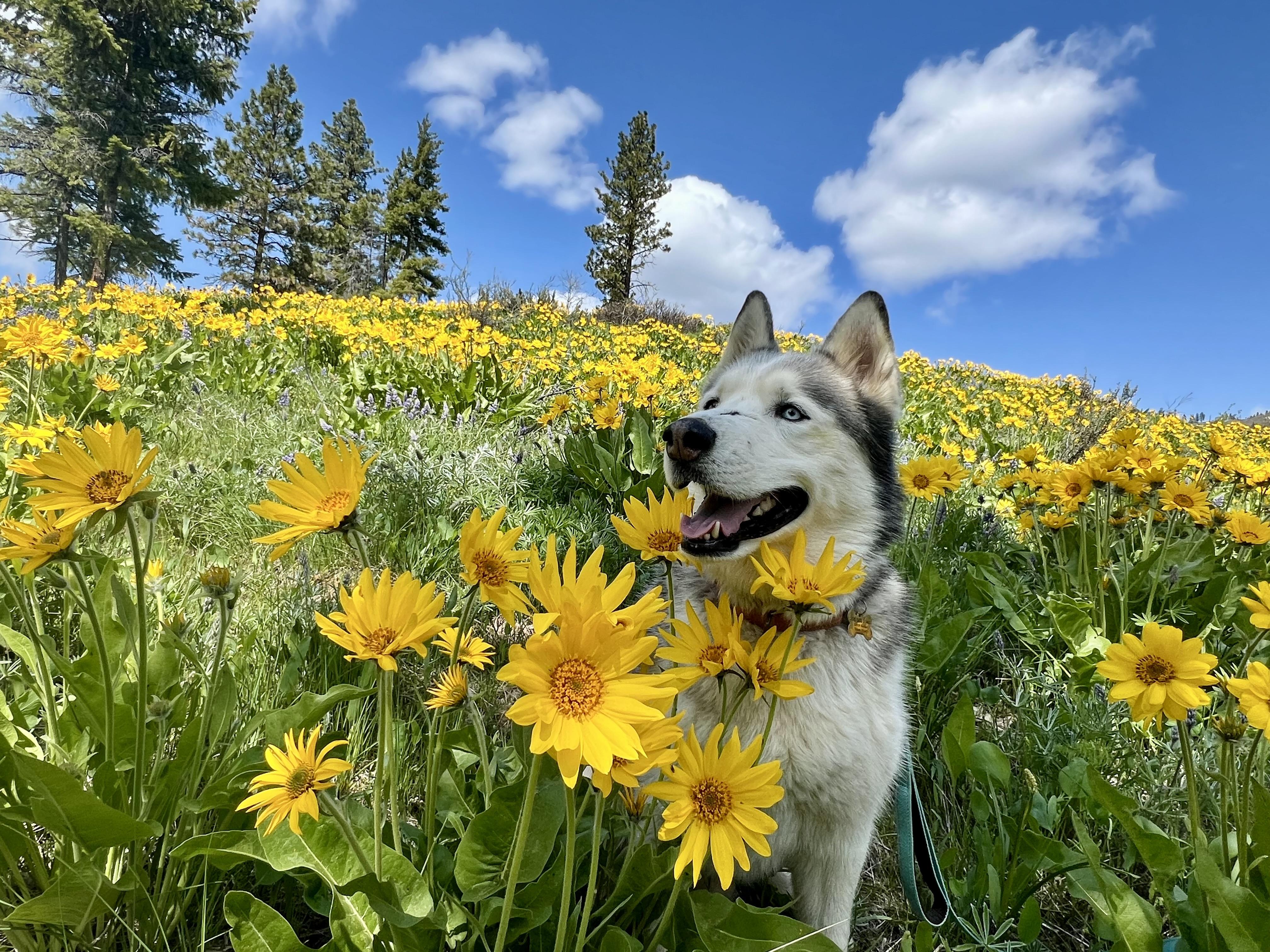 Woo woo, a Adoptable Siberian Husky in Seattle, WA image 2/5