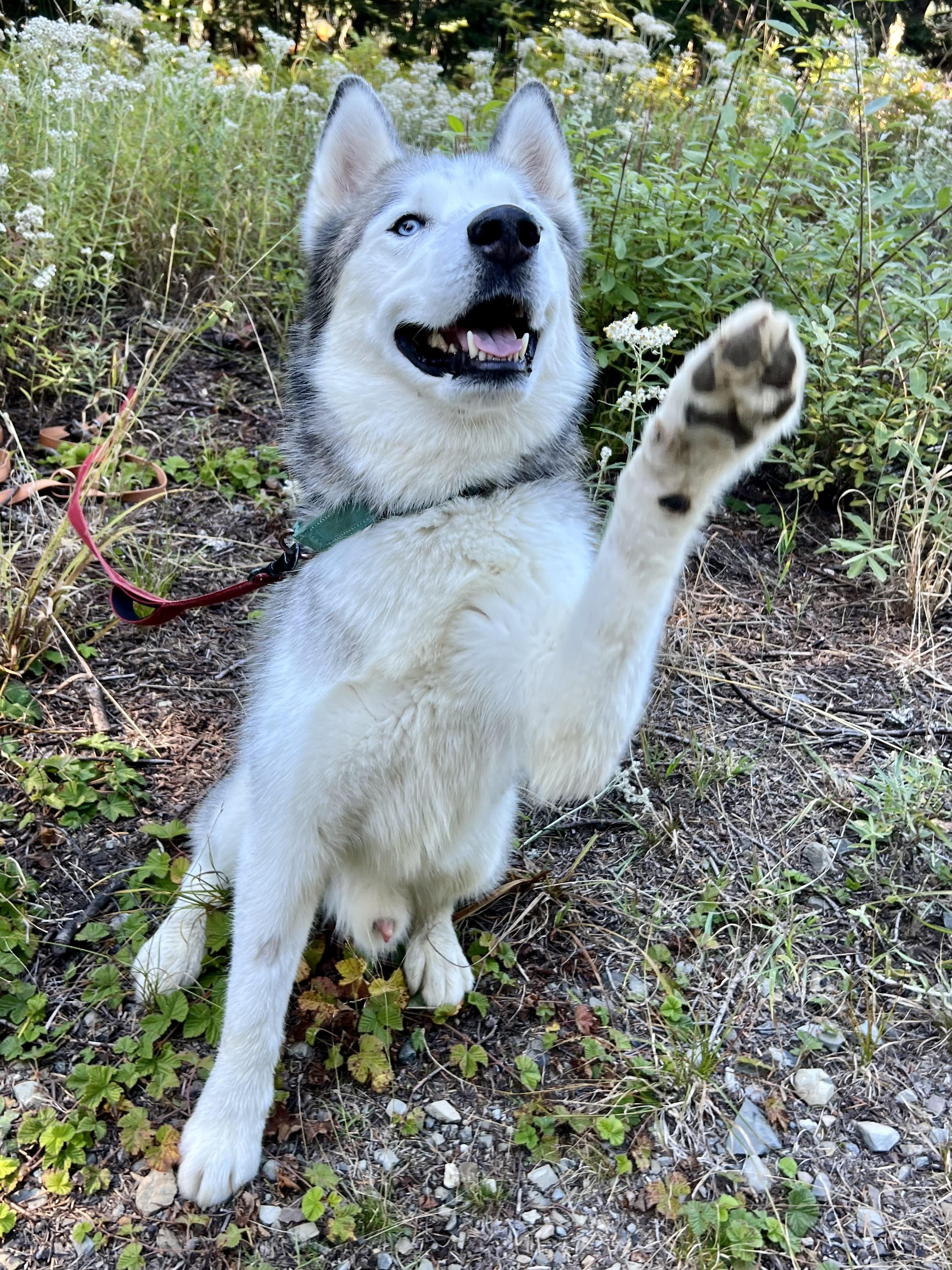 Woo woo, a Adoptable Siberian Husky in Seattle, WA image 5/5