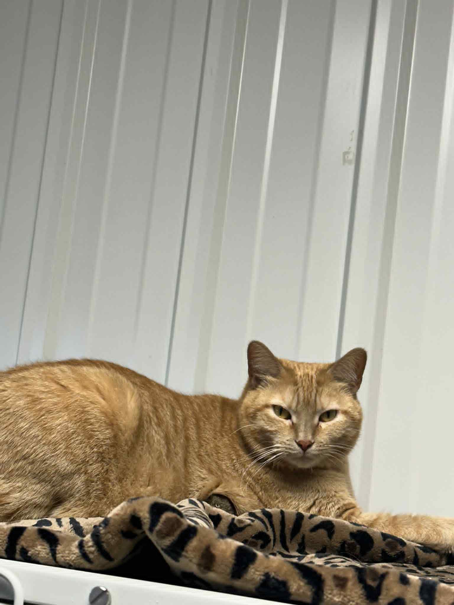 Kate, Adoptable, Adult Female Domestic Short Hair.