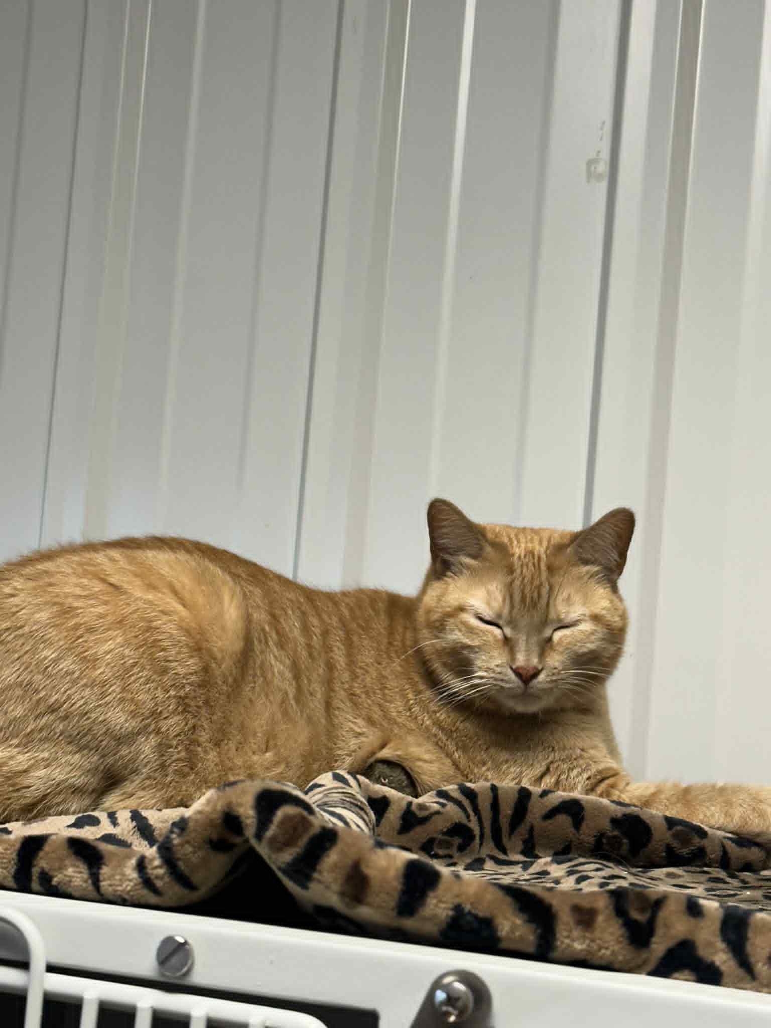 Enlarge Kate, a Adoptable Domestic Short Hair in Mauston, WI image 2/2