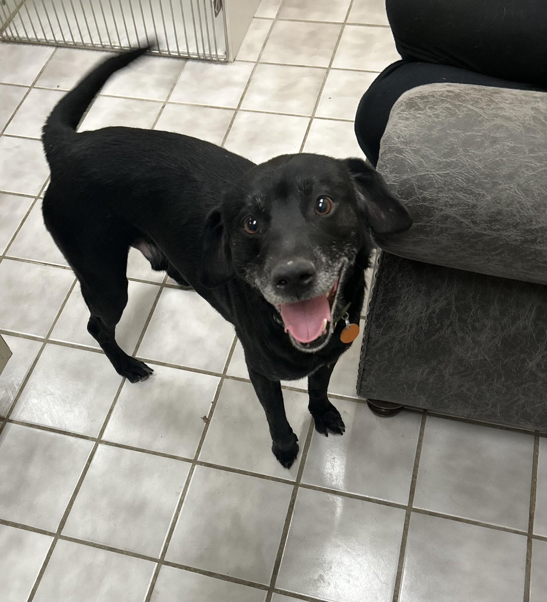 CHASE, adopted, Adult Male Beagle.