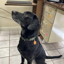 Enlarge CHASE, an adopted mixed breed in North Kansas City, MO image 2/3