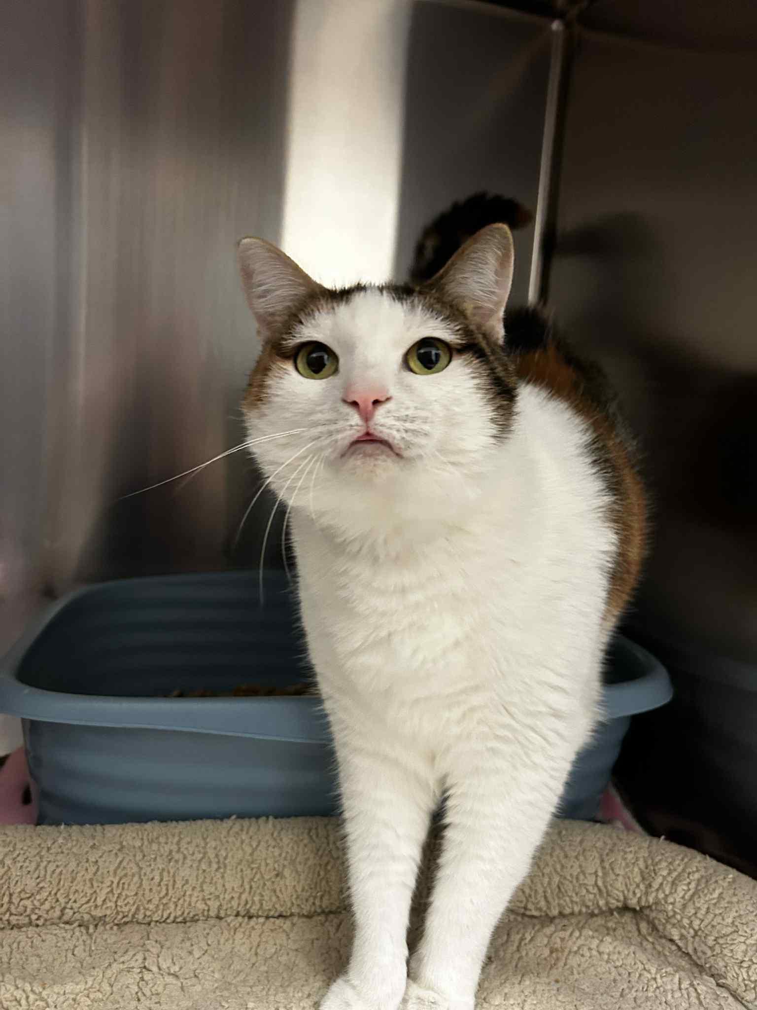 Enlarge Pumpkin, a Adoptable mixed breed in Chambersburg, PA image 1/1