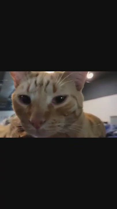 Enlarge William, a Adopted Domestic Short Hair in Devils Lake, ND video 5/8