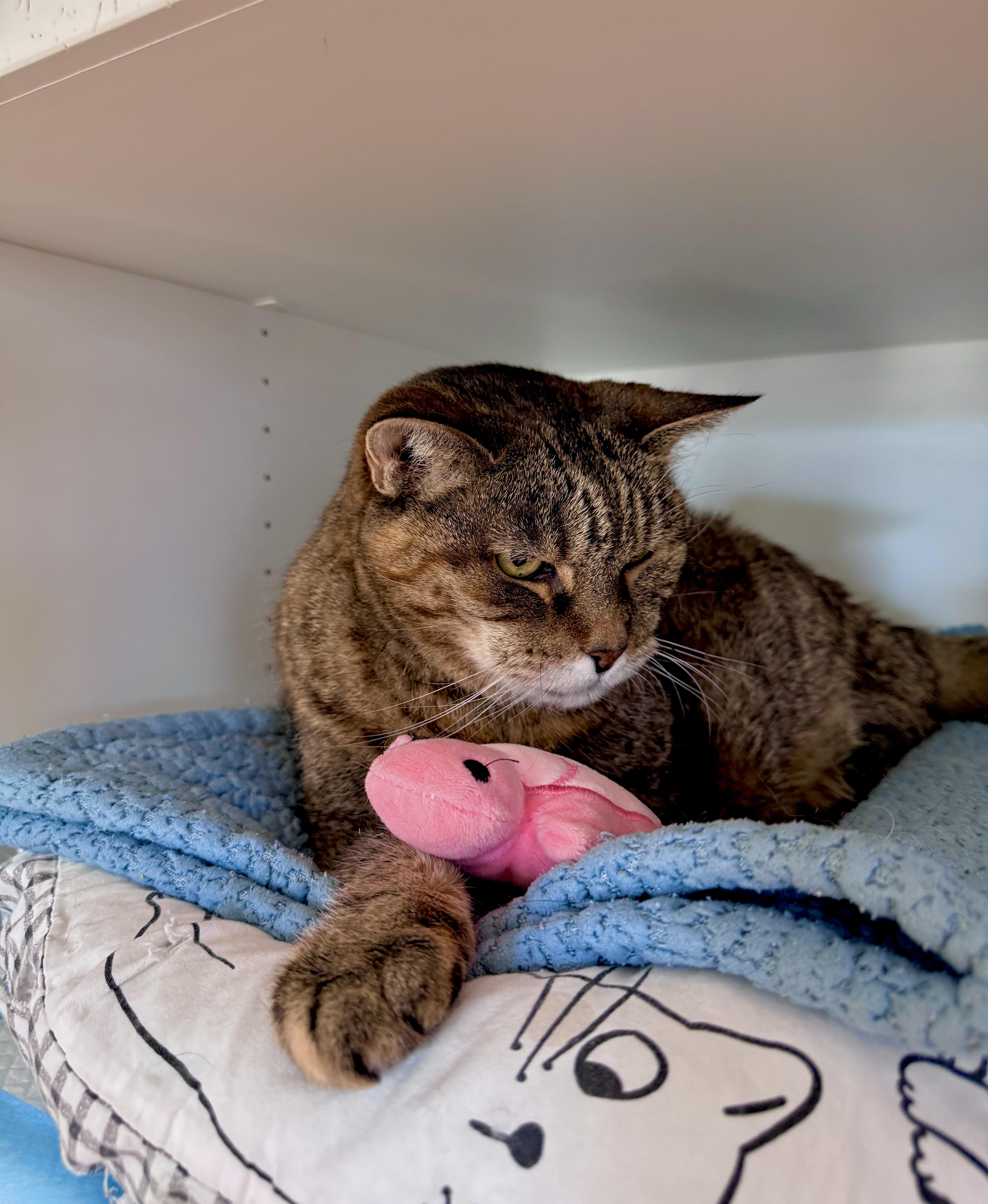 Enlarge Hazel, a Adoptable Domestic Short Hair in Ramsey, NJ image 6/6