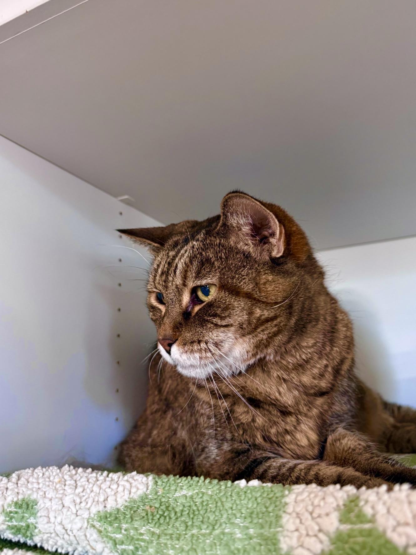 Enlarge Hazel, a Adoptable Domestic Short Hair in Ramsey, NJ image 1/6