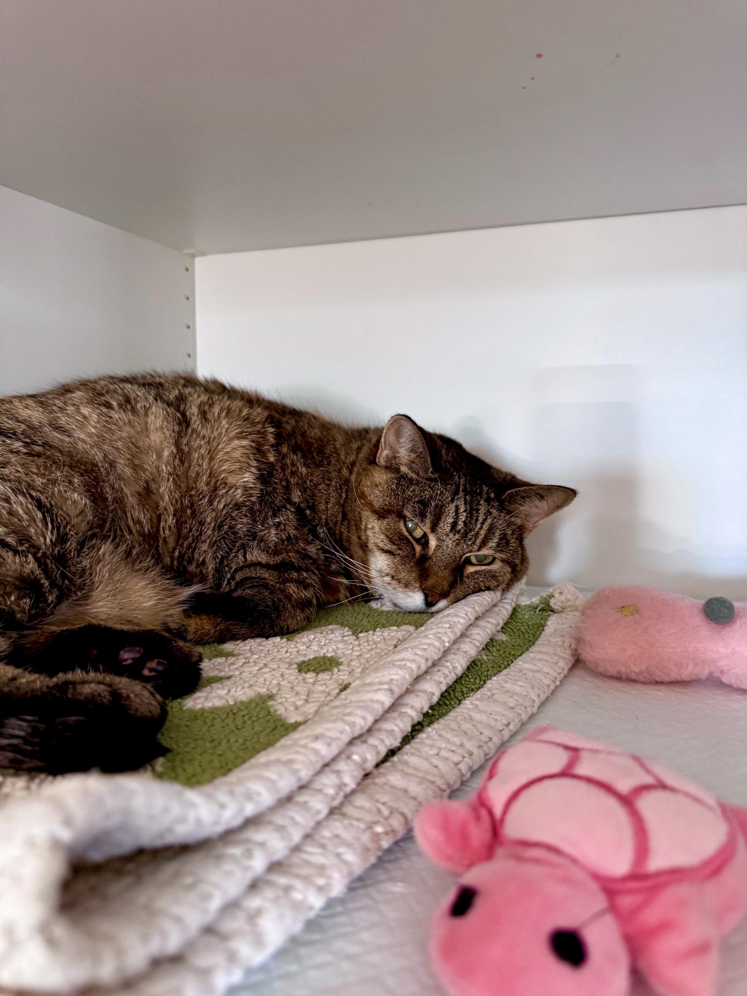 Enlarge Hazel, a Adoptable Domestic Short Hair in Ramsey, NJ image 3/6