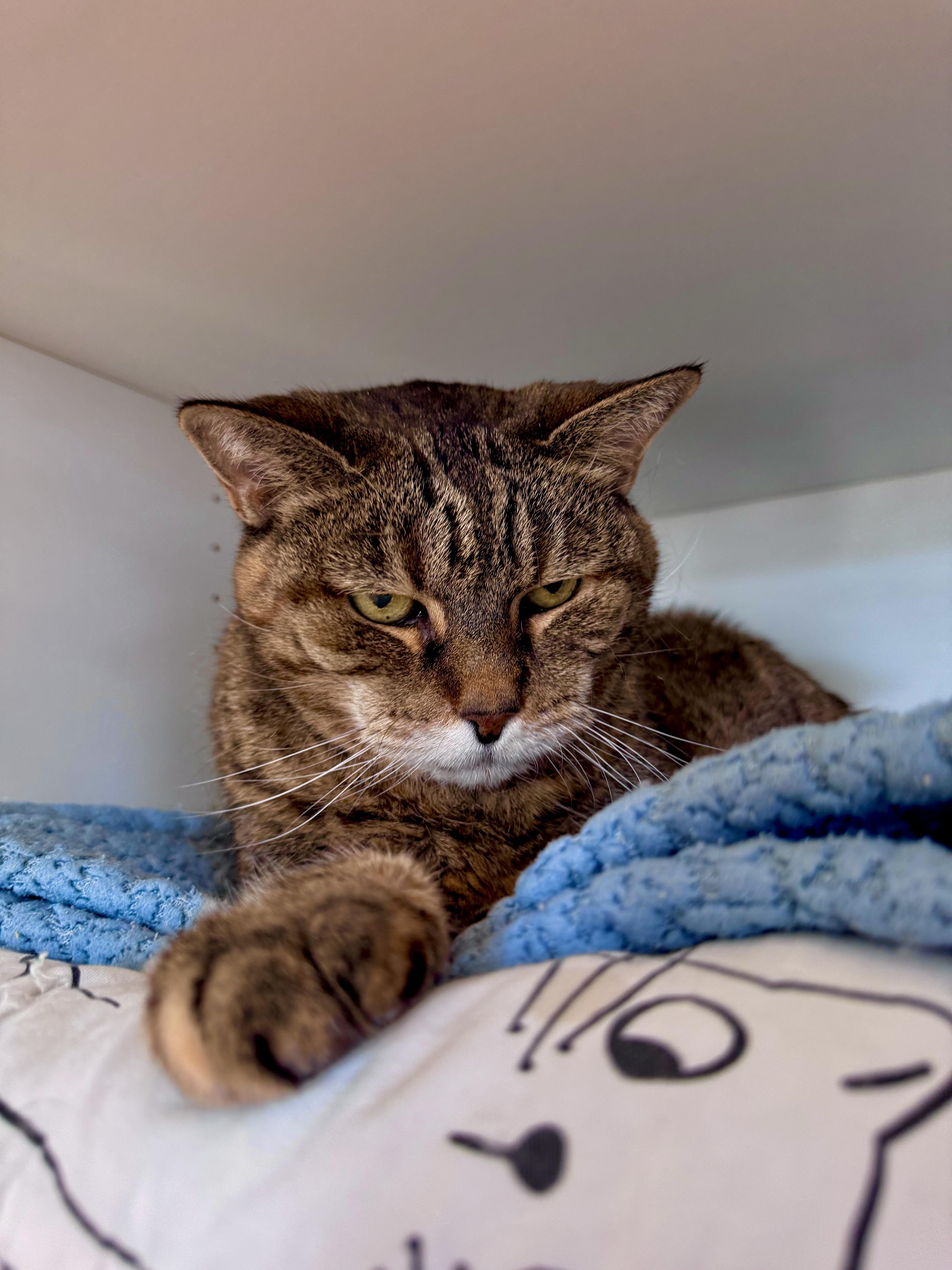 Enlarge Hazel, a Adoptable Domestic Short Hair in Ramsey, NJ image 5/6