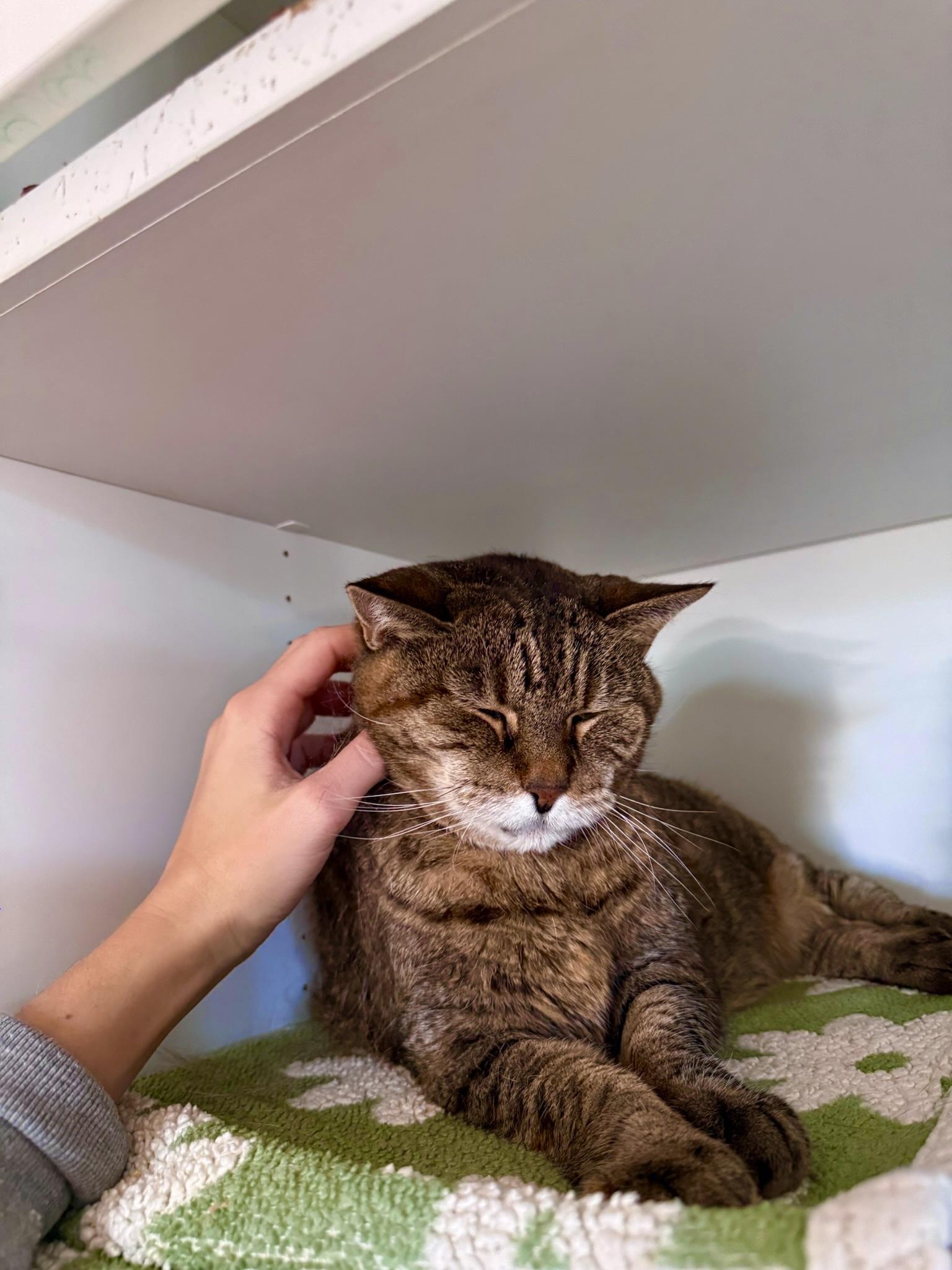 Enlarge Hazel, a Adoptable Domestic Short Hair in Ramsey, NJ image 2/6
