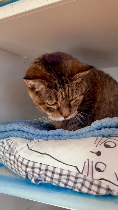 Enlarge Hazel, a Adoptable Domestic Short Hair in Ramsey, NJ video 4/6