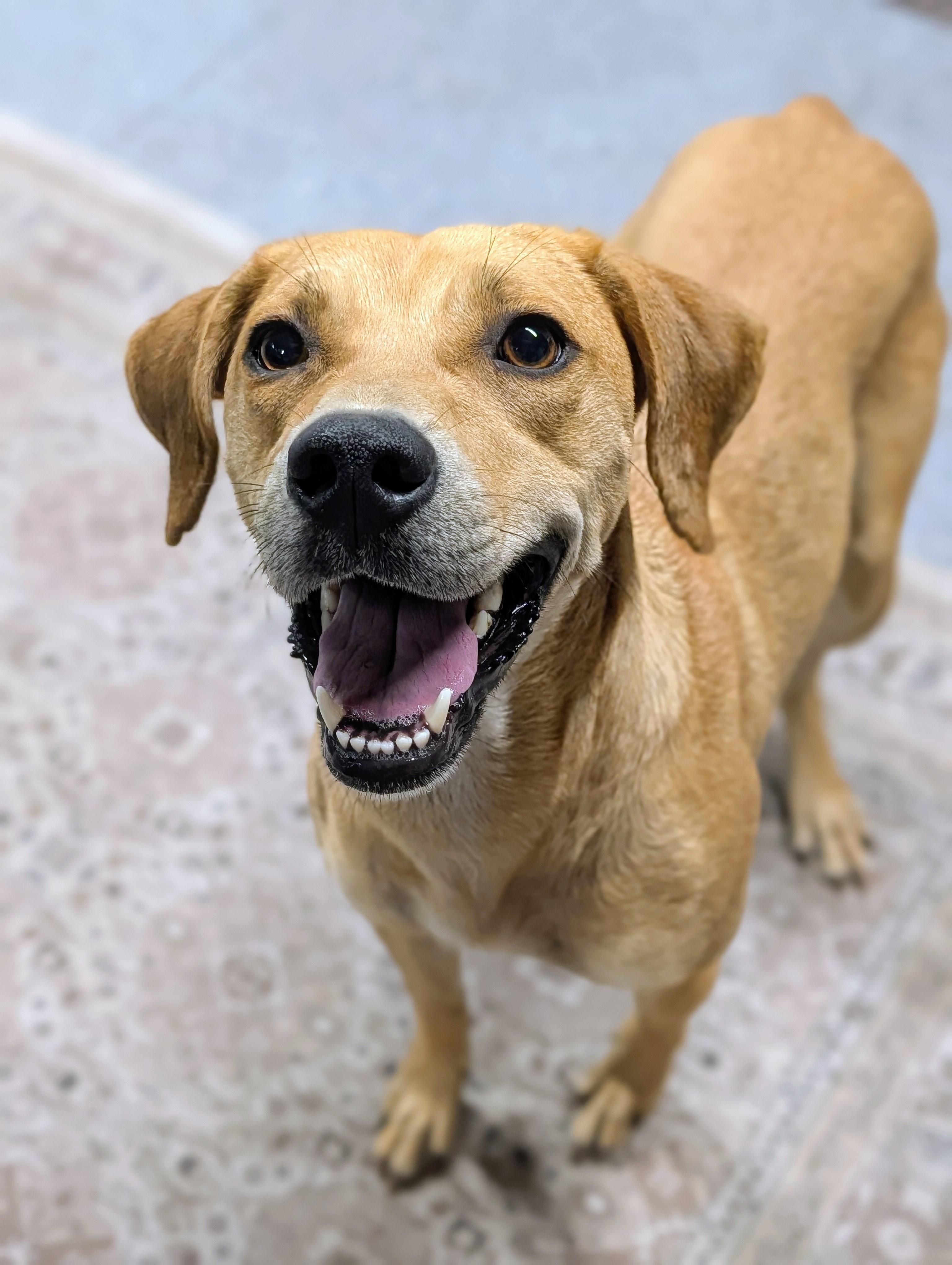 Josephine , ADOPTABLE, Young Female Black Mouth Cur.