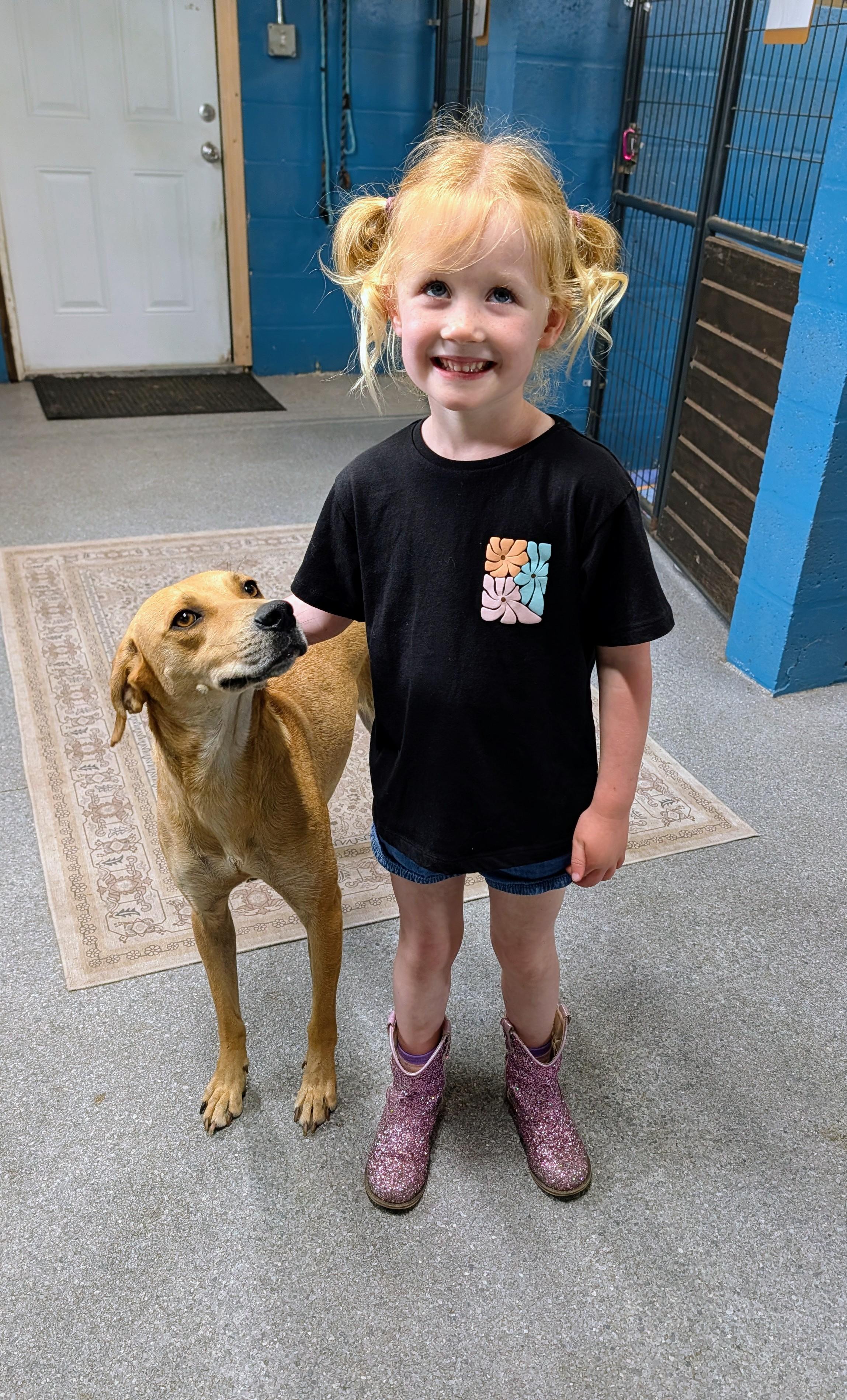 Josephine , ADOPTABLE, Young Female Black Mouth Cur.