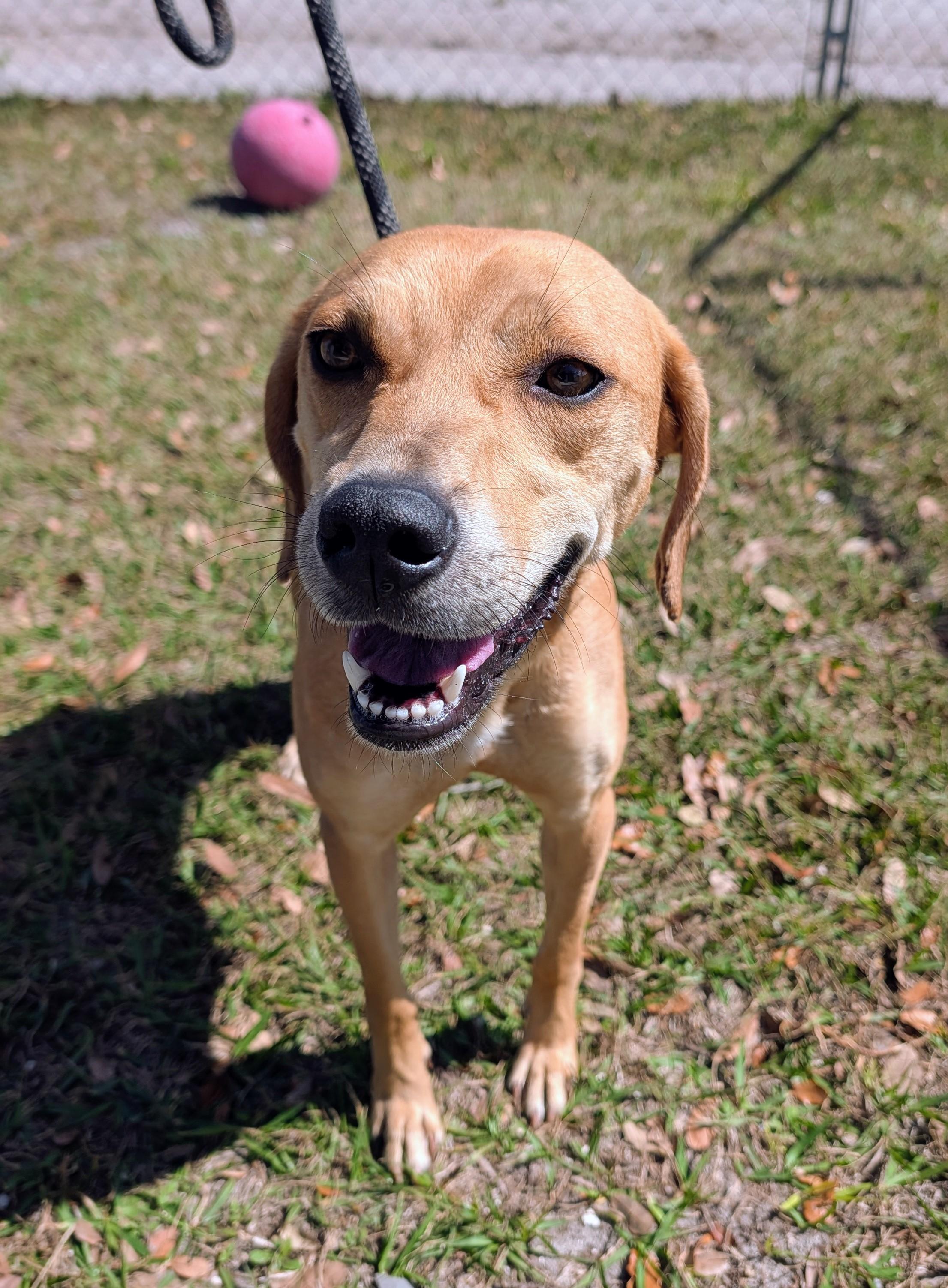 Josephine , ADOPTABLE, Young Female Black Mouth Cur.