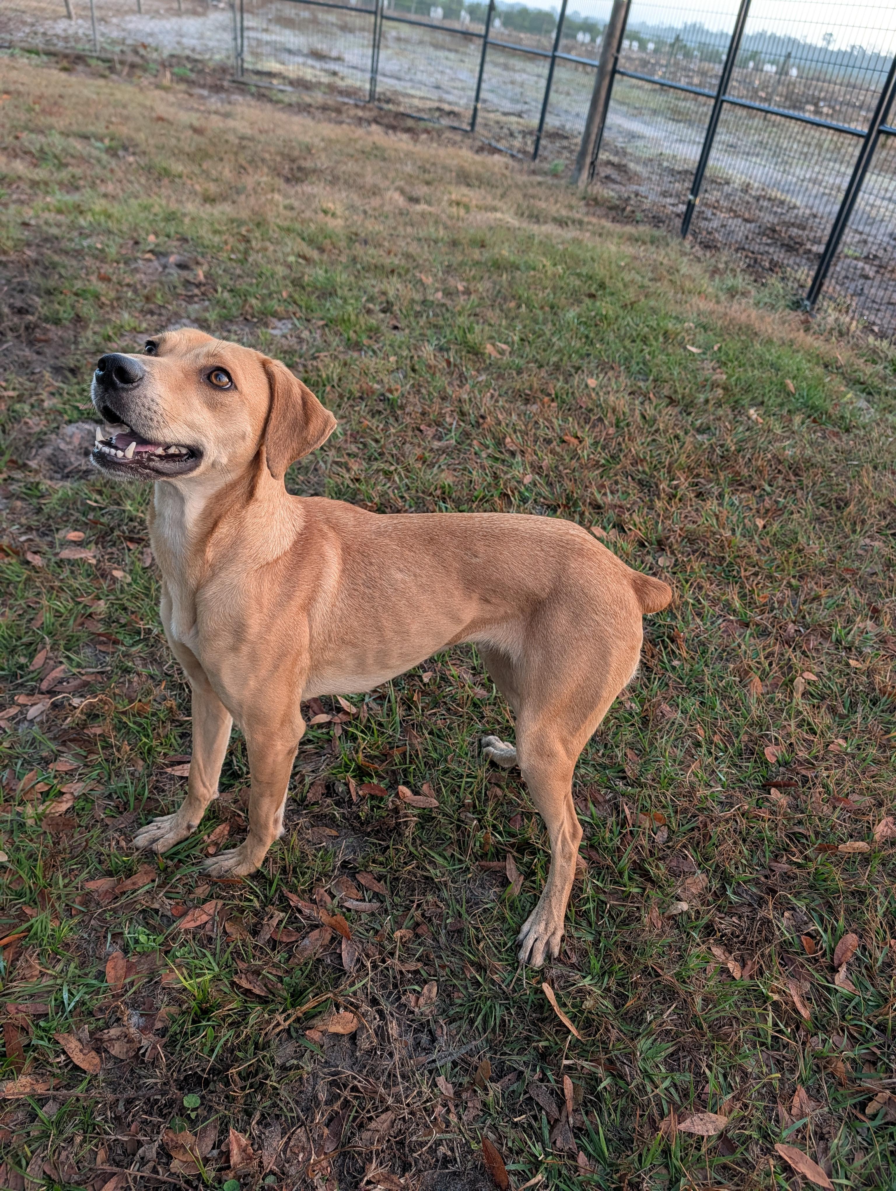 Enlarge Josephine , a ADOPTABLE Black Mouth Cur in Punta Gorda , FL image 2/2