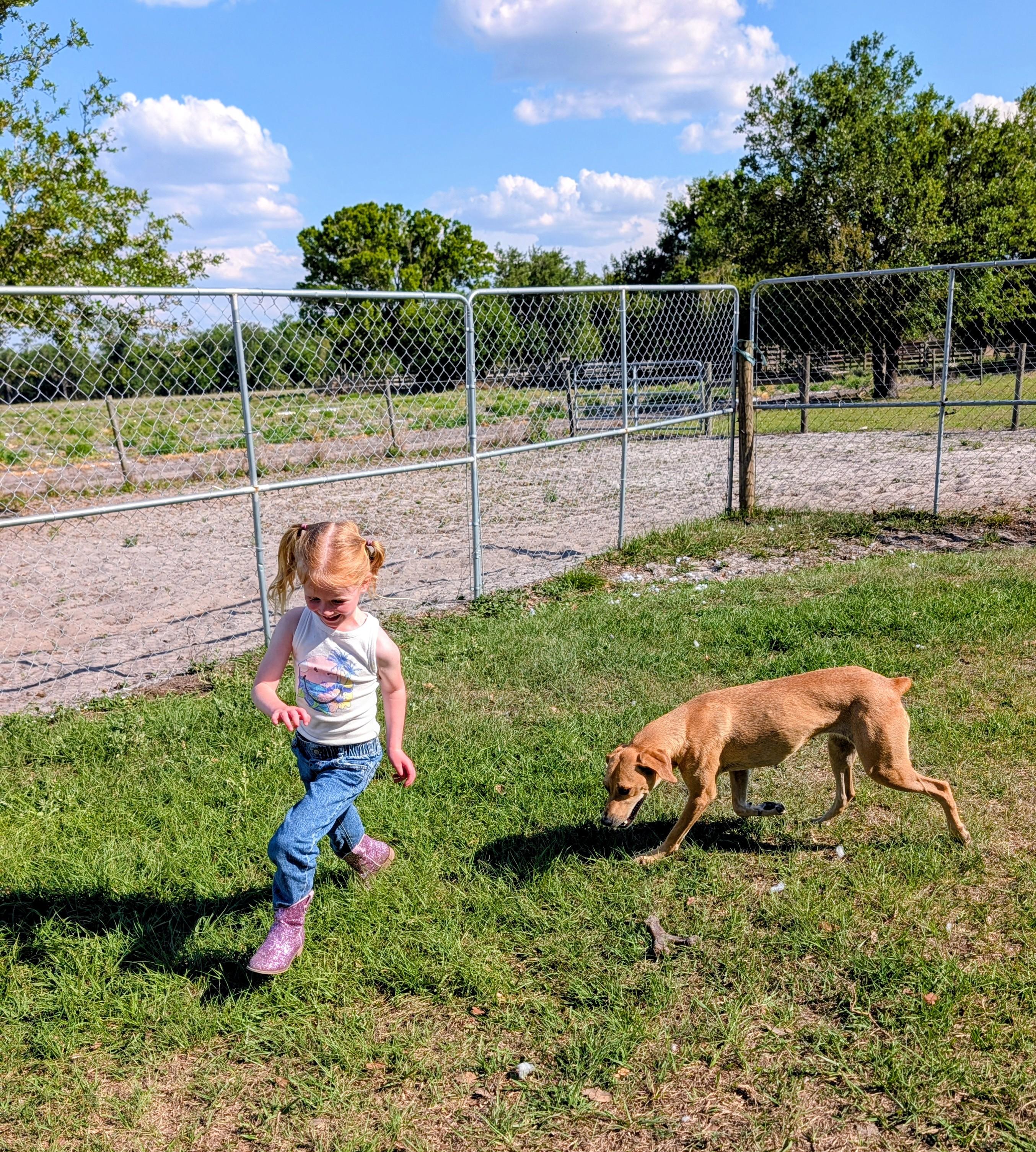 Enlarge Josephine , a ADOPTABLE Black Mouth Cur in Punta Gorda , FL image 3/5