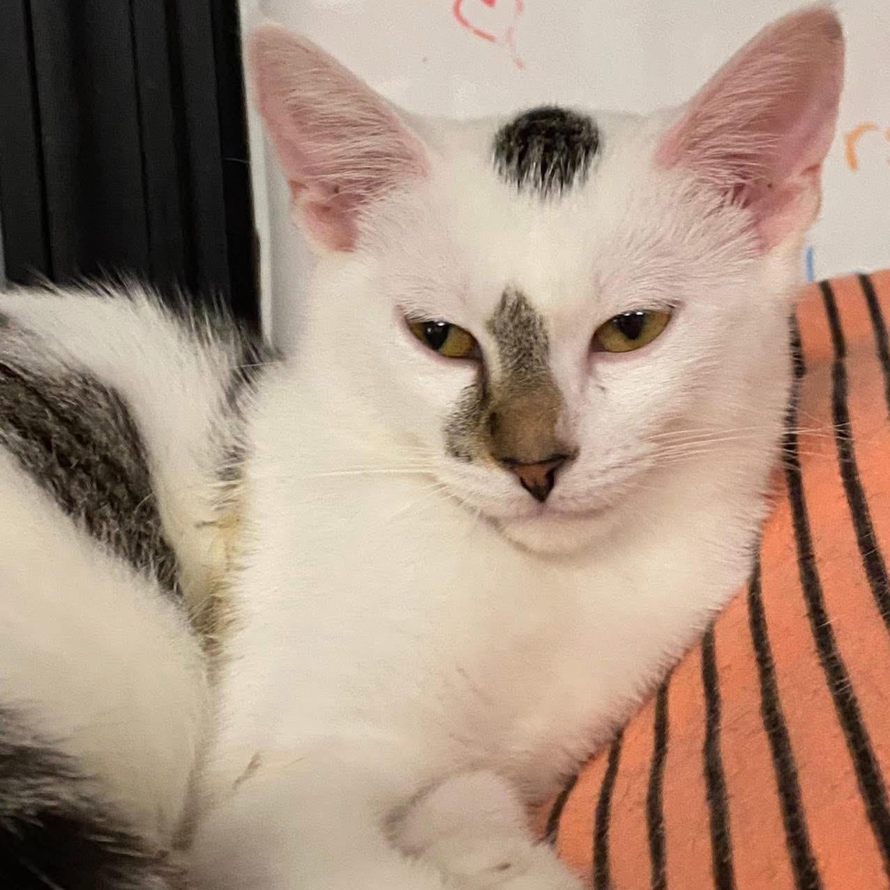 Enlarge Edelweiss, an adoptable Domestic Short Hair in Hamburg, NY image 1/5