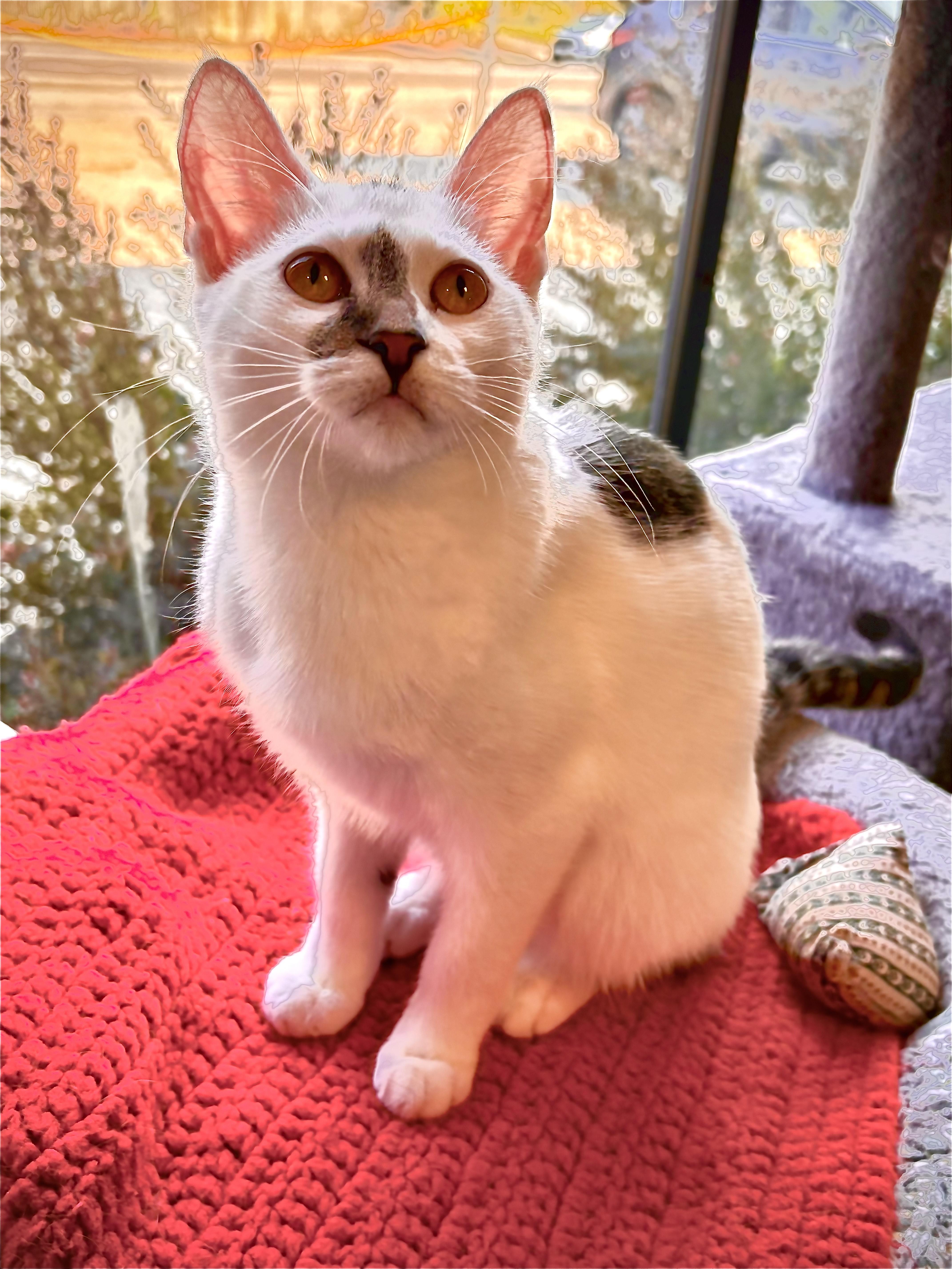 Enlarge Edelweiss, an adoptable Domestic Short Hair in Hamburg, NY image 2/5