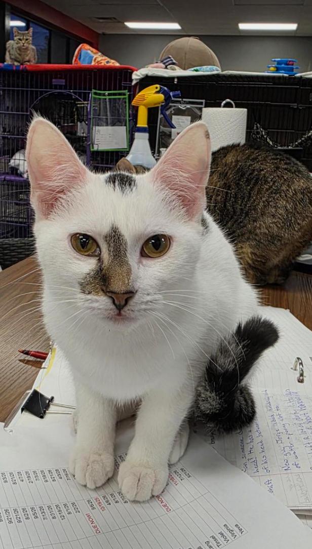 Enlarge Edelweiss, an adoptable Domestic Short Hair in Hamburg, NY image 5/5