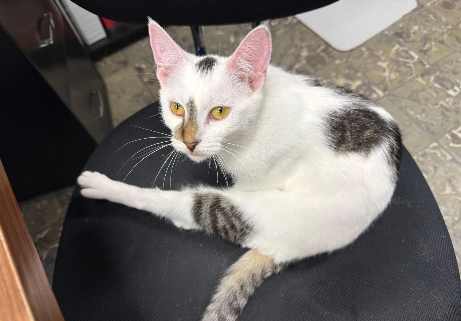 Enlarge Edelweiss, an adoptable Domestic Short Hair in Hamburg, NY image 3/5