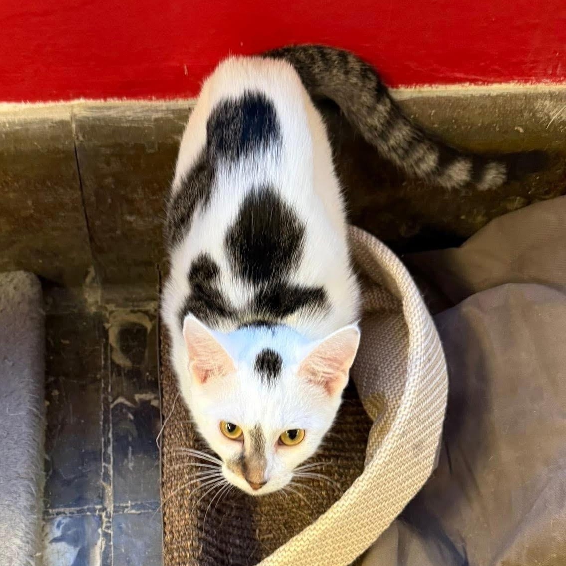 Enlarge Edelweiss, an adoptable Domestic Short Hair in Hamburg, NY image 4/5