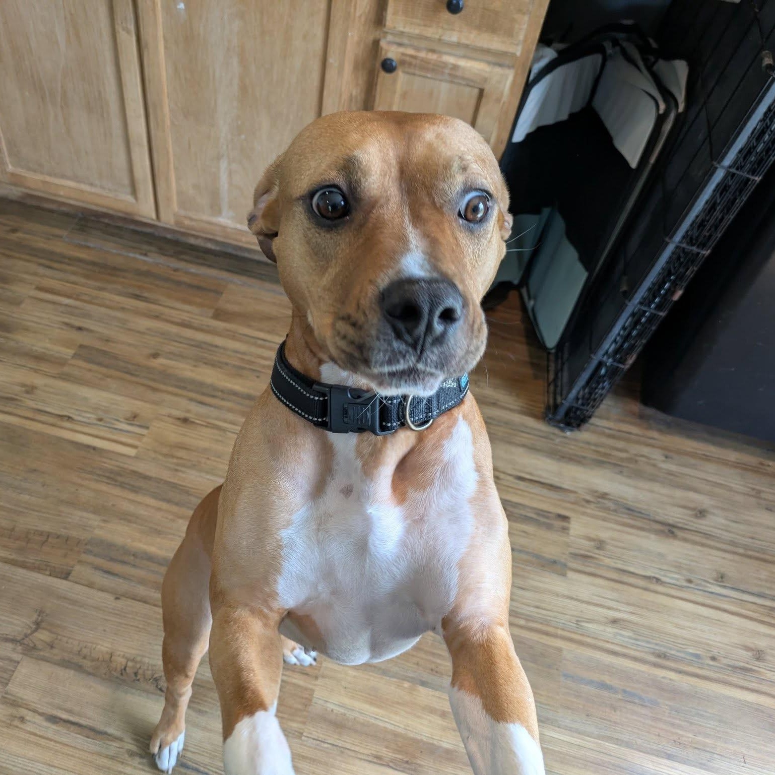 Enlarge Frankie, a Adoptable Pit Bull Terrier in Houston, TX image 1/4