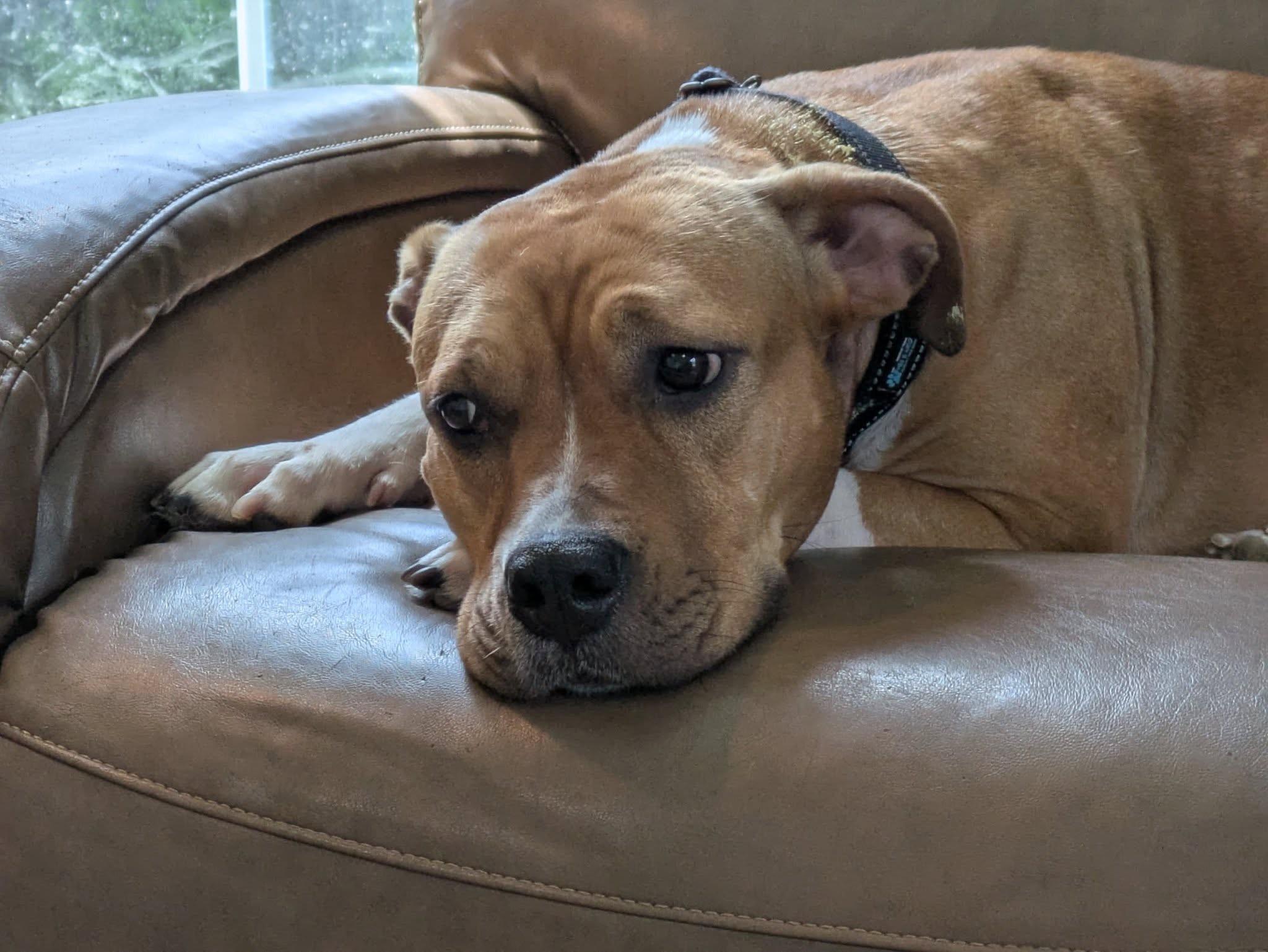 Enlarge Frankie, a Adoptable Pit Bull Terrier in Houston, TX image 2/4