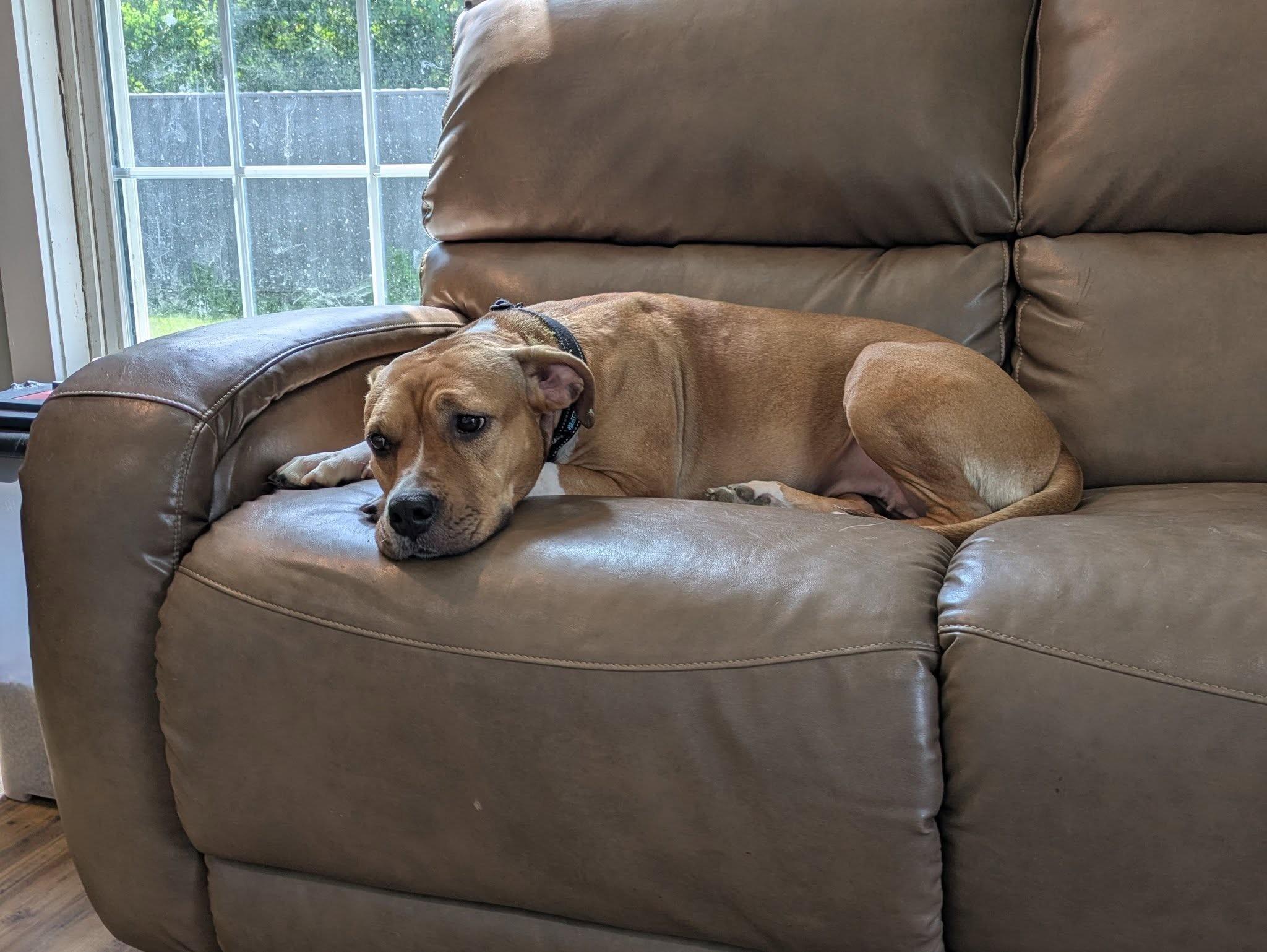 Enlarge Frankie, a Adoptable Pit Bull Terrier in Houston, TX image 3/4