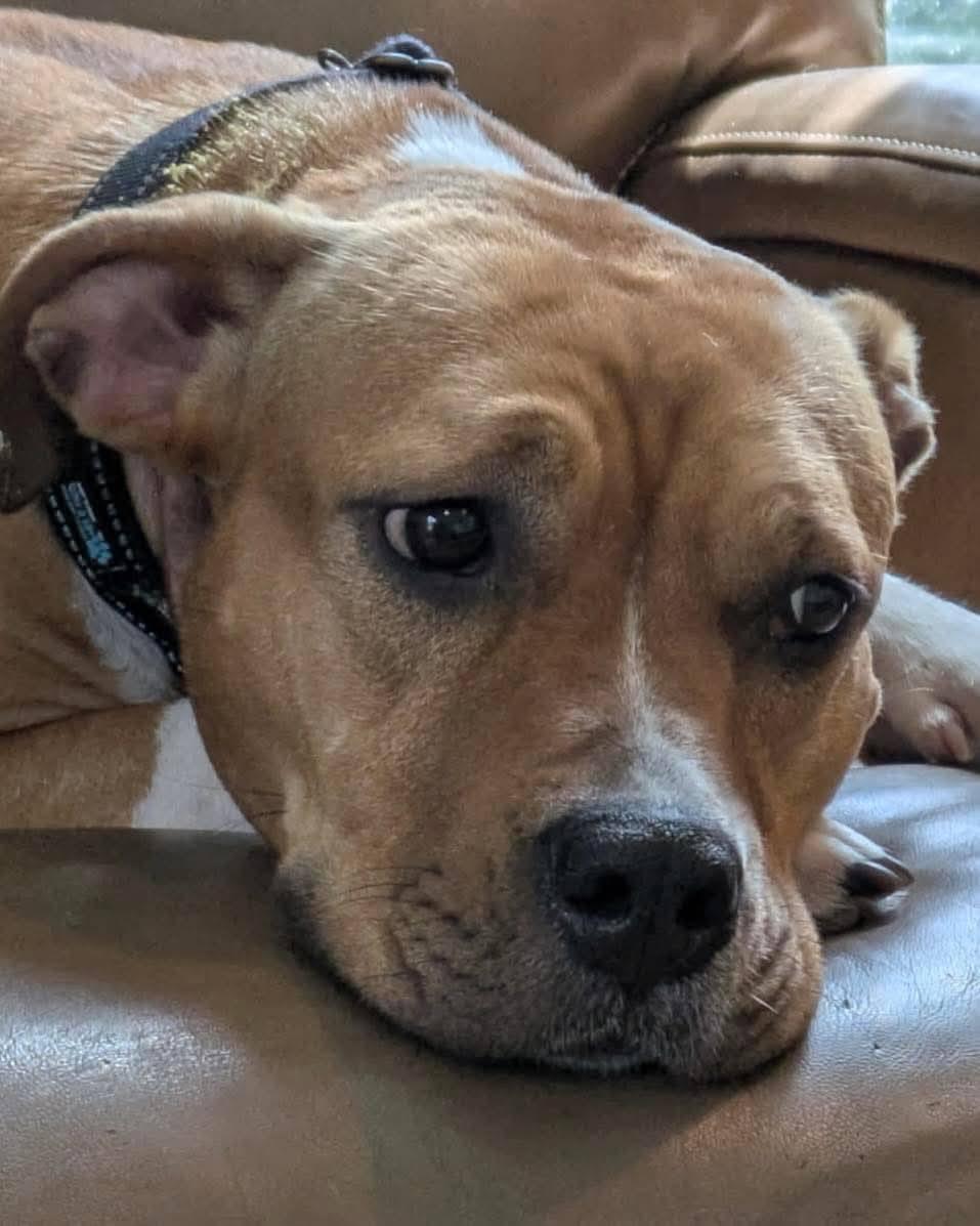 Enlarge Frankie, a Adoptable Pit Bull Terrier in Houston, TX image 4/4