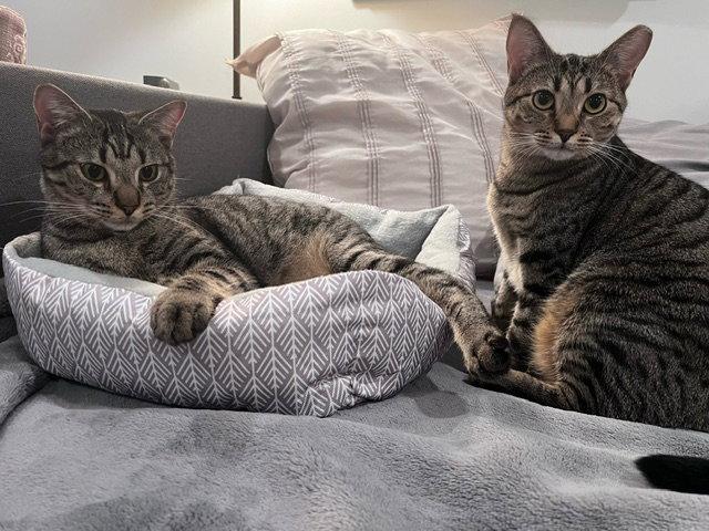 Shadow (tabby) (& Dollface) bonded, Adoptable, Young Male Domestic Short Hair.