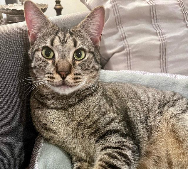 Shadow (tabby) (& Dollface) bonded, a Adoptable Domestic Short Hair in Herndon, VA image 3/3