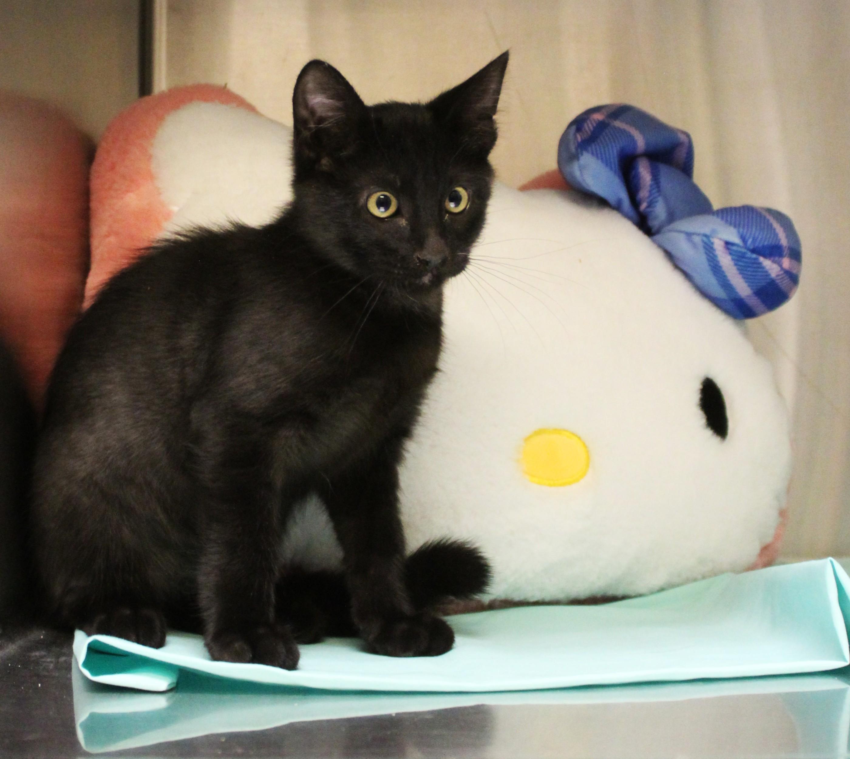 Enlarge Jacob Black, a Adopted Domestic Short Hair in Yucca Valley, CA image 6/6
