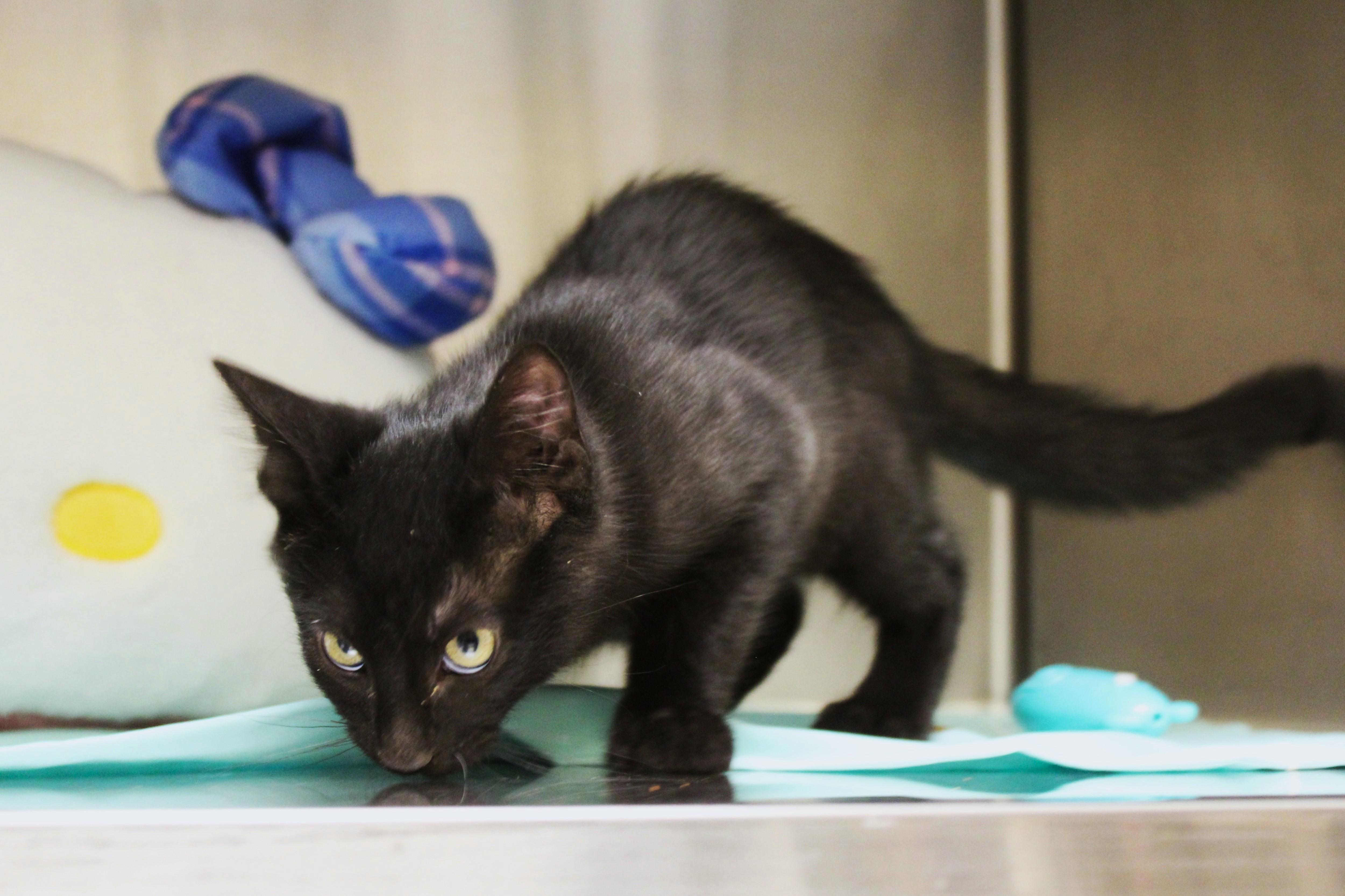 Enlarge Jacob Black, a Adopted Domestic Short Hair in Yucca Valley, CA image 3/6