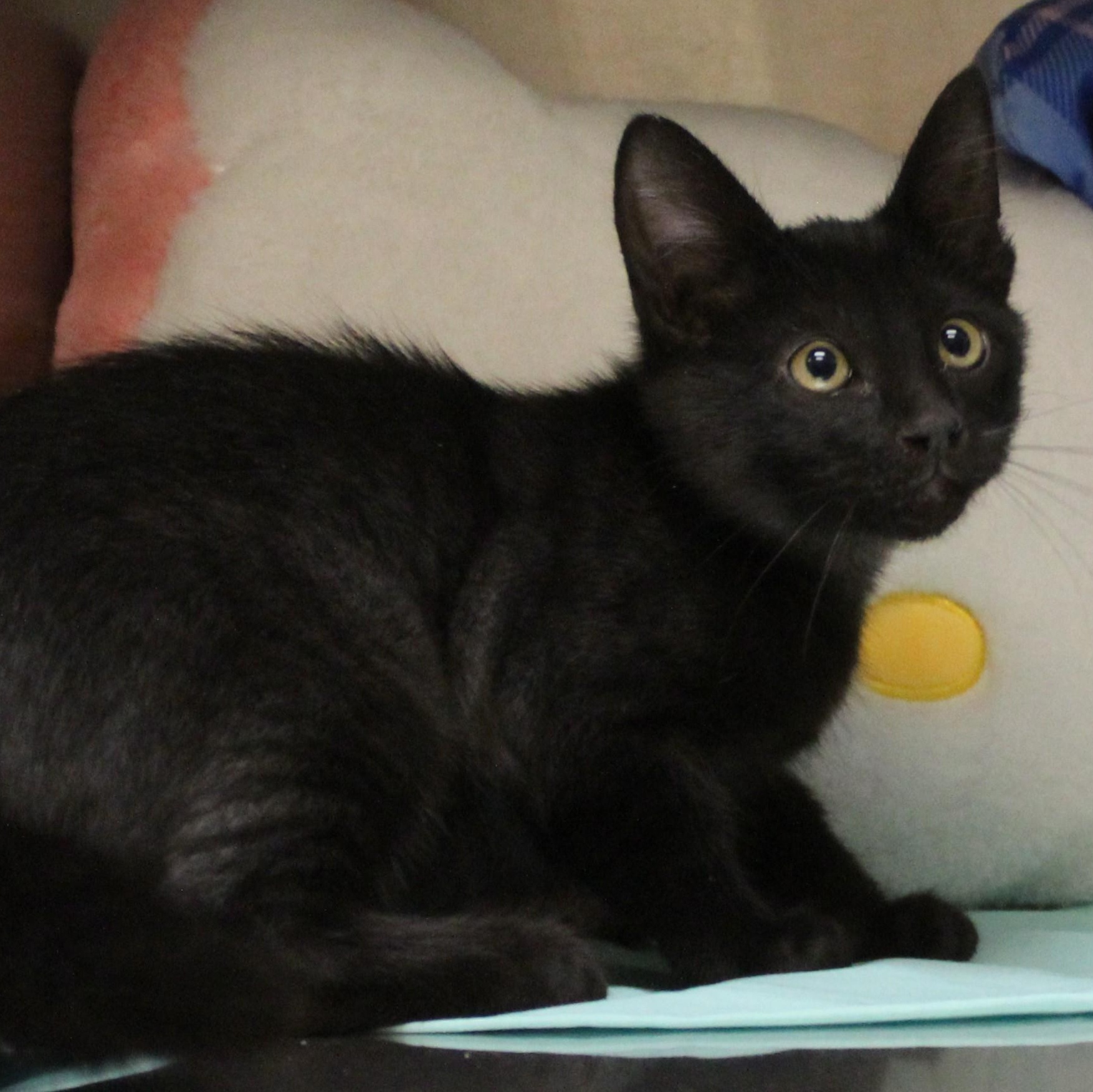 Jacob Black, Adopted, Kitten Male Domestic Short Hair.