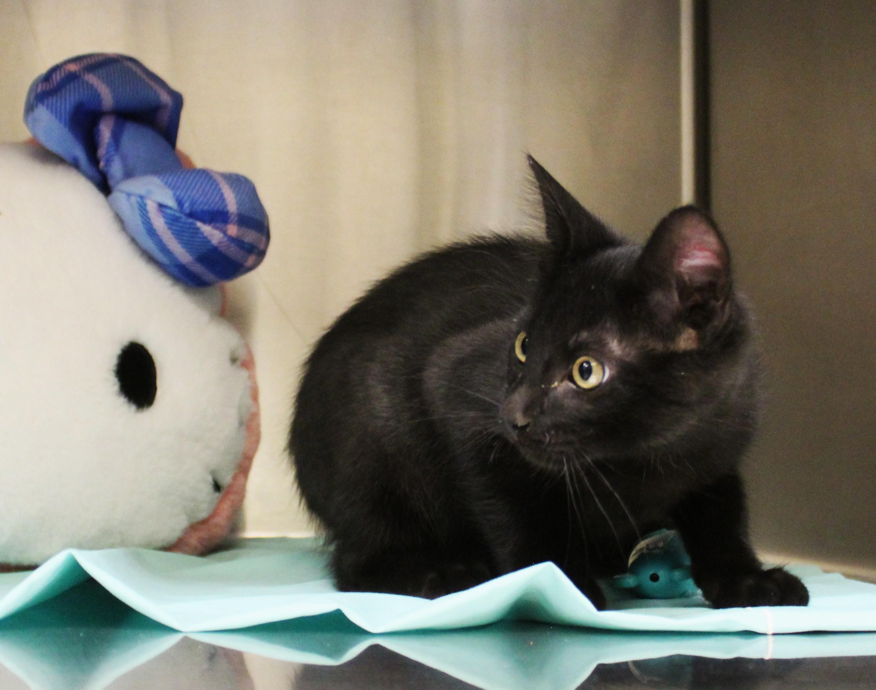 Enlarge Jacob Black, a Adopted Domestic Short Hair in Yucca Valley, CA image 4/6