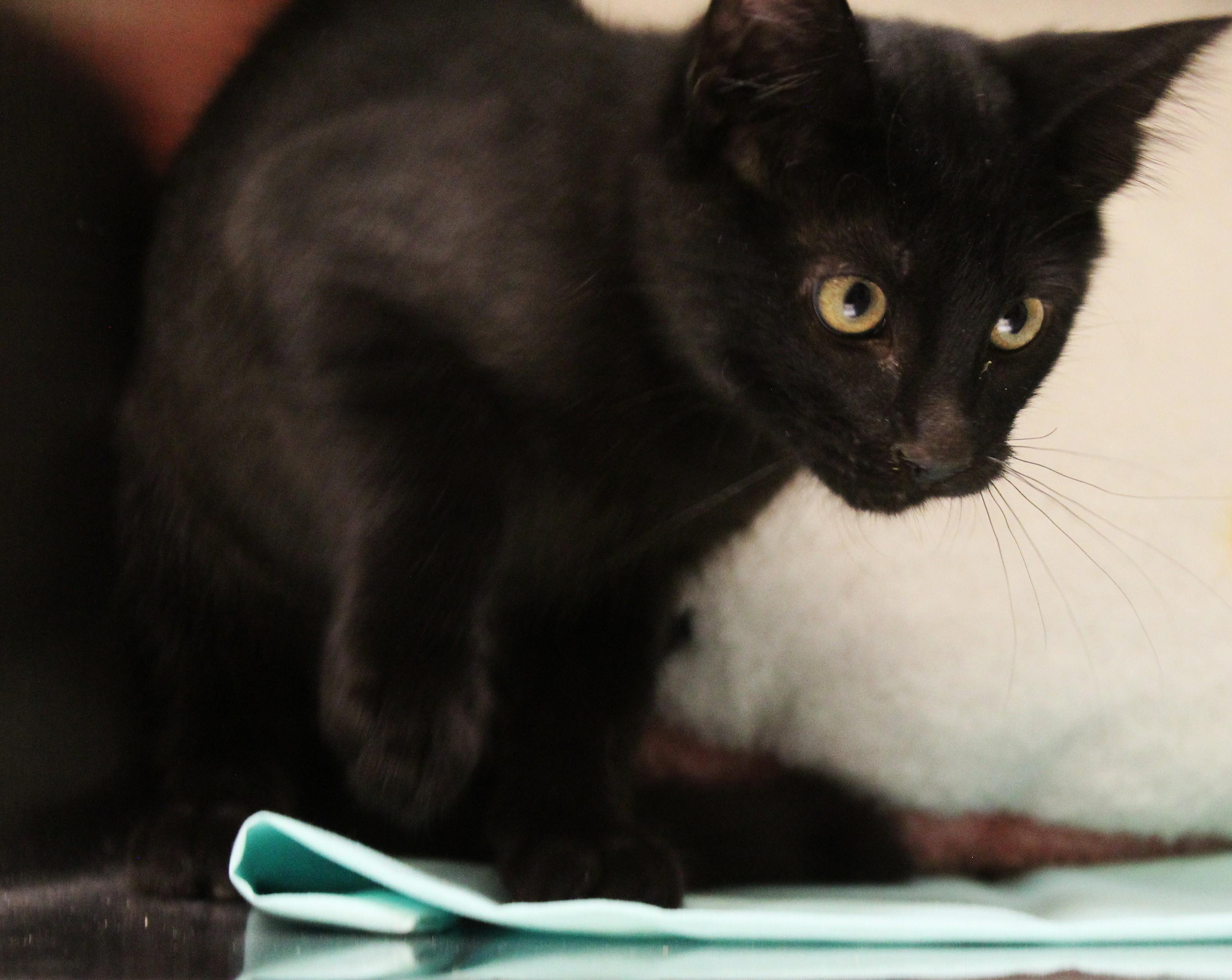 Enlarge Jacob Black, a Adopted Domestic Short Hair in Yucca Valley, CA image 5/6