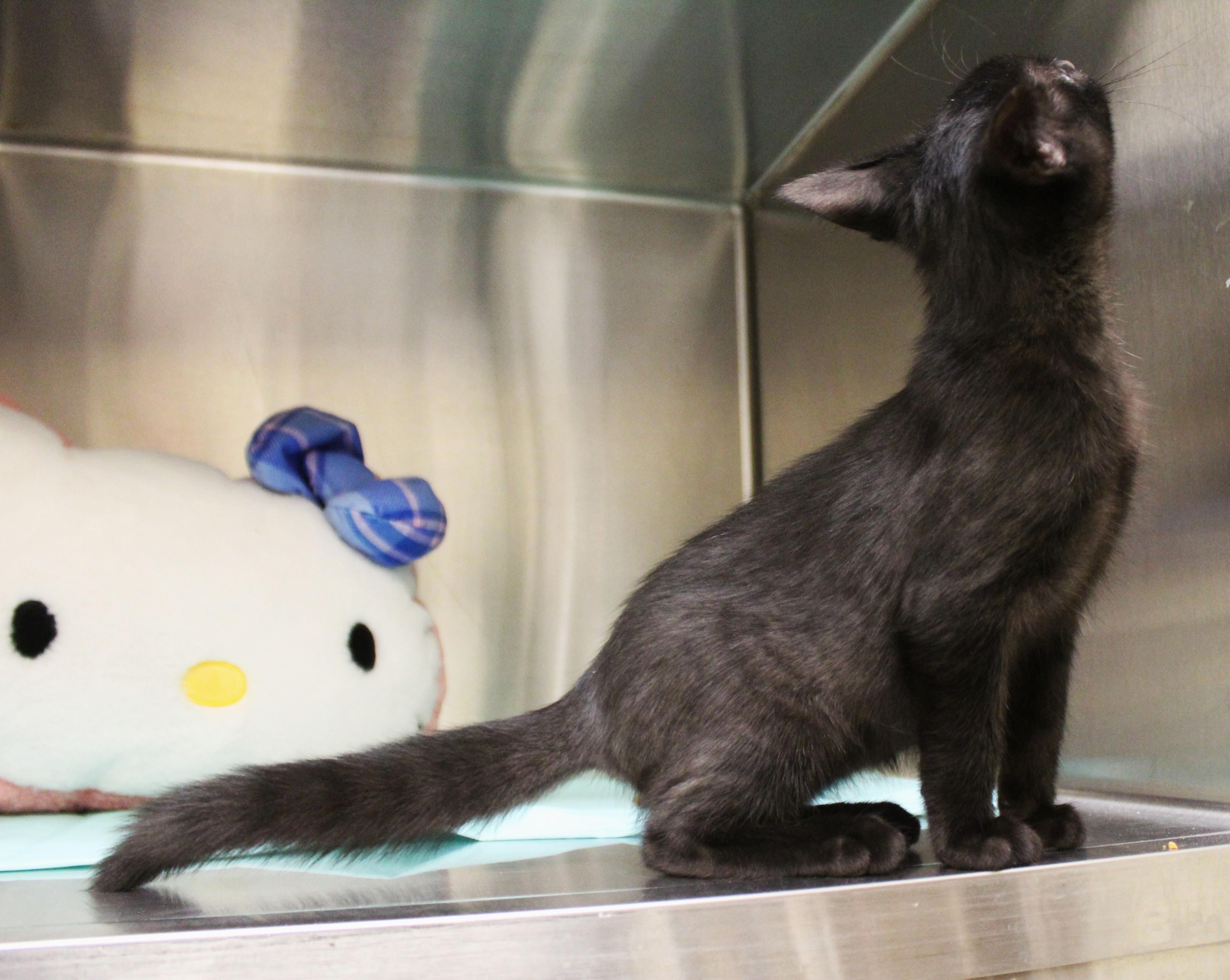 Enlarge Jacob Black, a Adopted Domestic Short Hair in Yucca Valley, CA image 2/6