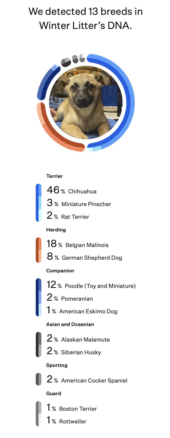 Enlarge Parka (Winter litter), an adoptable mixed breed in Silvana, WA image 5/6