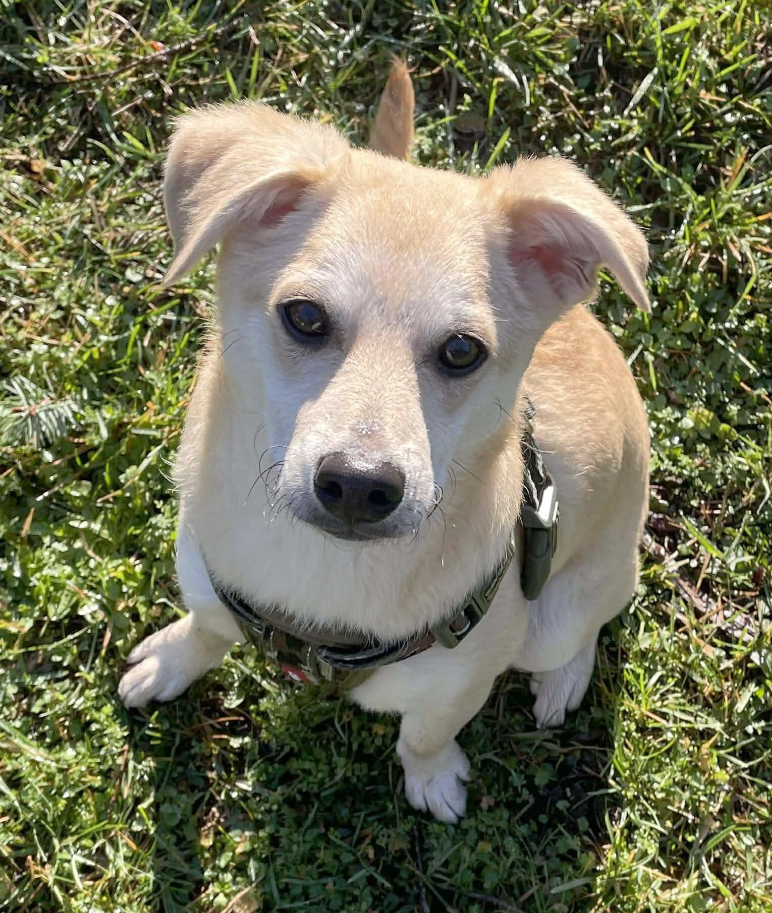 Parka (Winter litter), an adoptable mixed breed in Silvana, WA image 3/6