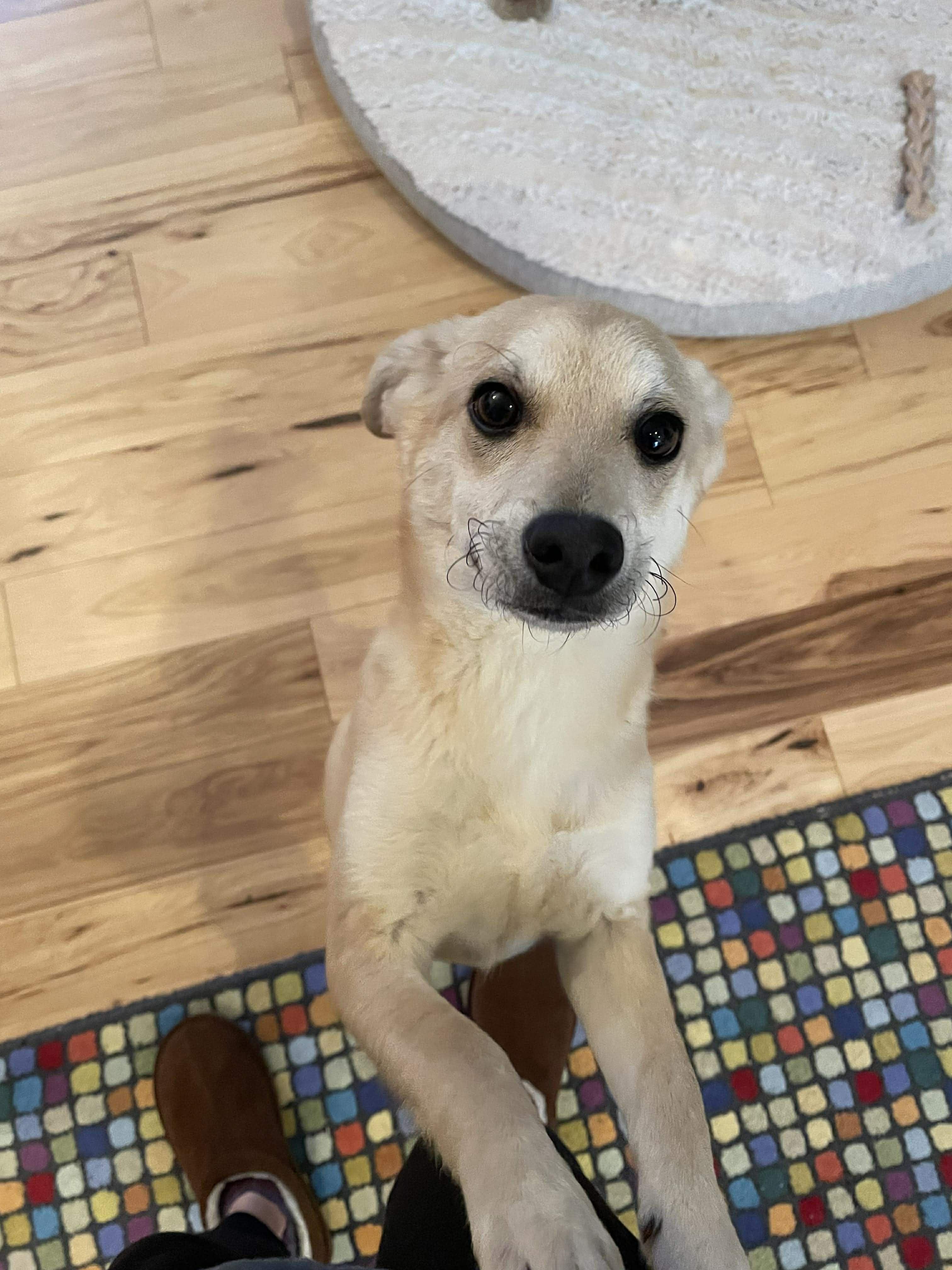 Enlarge Parka (Winter litter), an adoptable mixed breed in Silvana, WA image 3/6