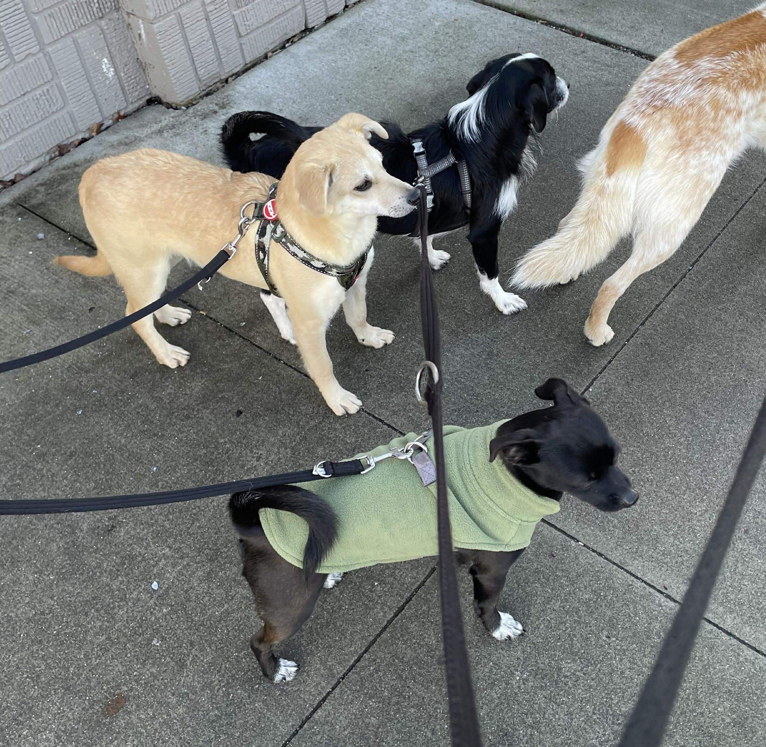 Enlarge Parka (Winter litter), an adoptable mixed breed in Silvana, WA image 2/6