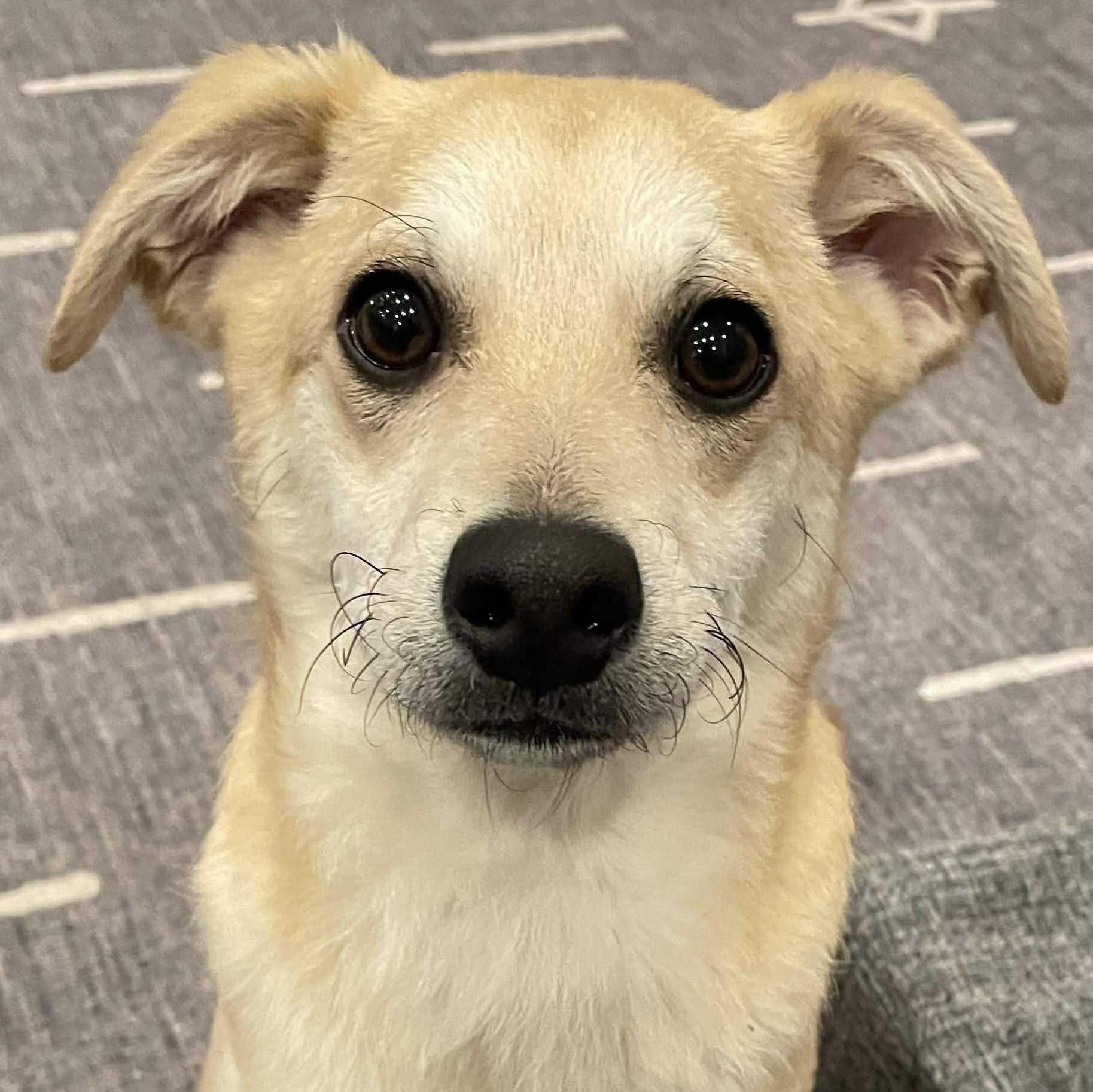 Parka (Winter litter), adoptable, Puppy Male Chihuahua & Belgian Shepherd / Malinois.