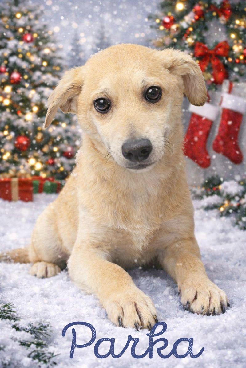 Enlarge Parka (Winter litter), an adoptable mixed breed in Silvana, WA image 4/6