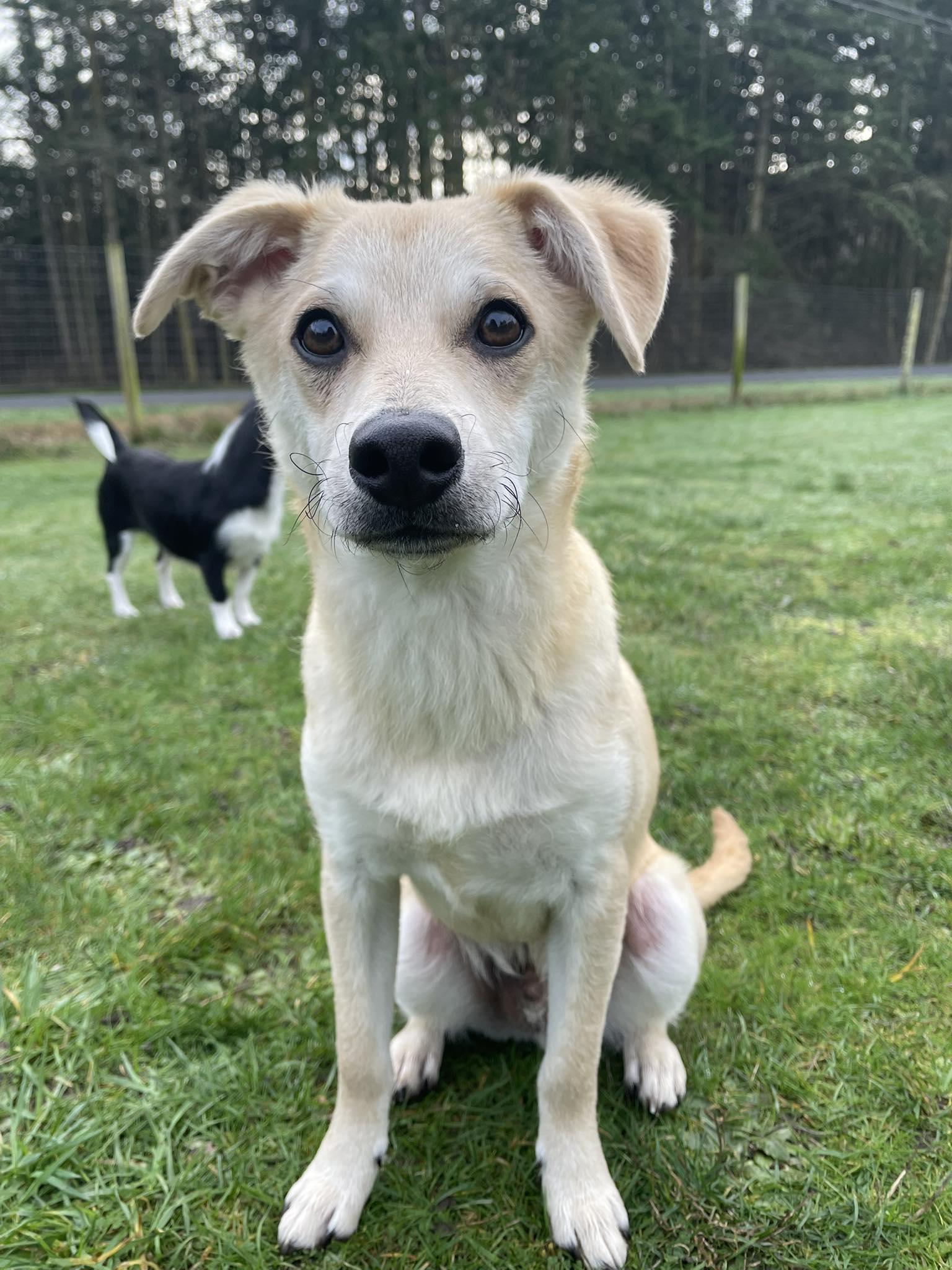 Parka (Winter litter), adoptable, Puppy Male Chihuahua & Belgian Shepherd / Malinois.