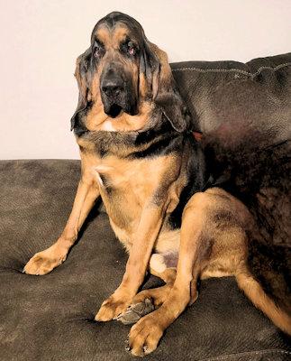Enlarge Merle (OH), a ADOPTABLE Bloodhound in Leawood, KS image 2/3
