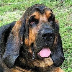 Merle (OH), ADOPTABLE, Young Male Bloodhound.